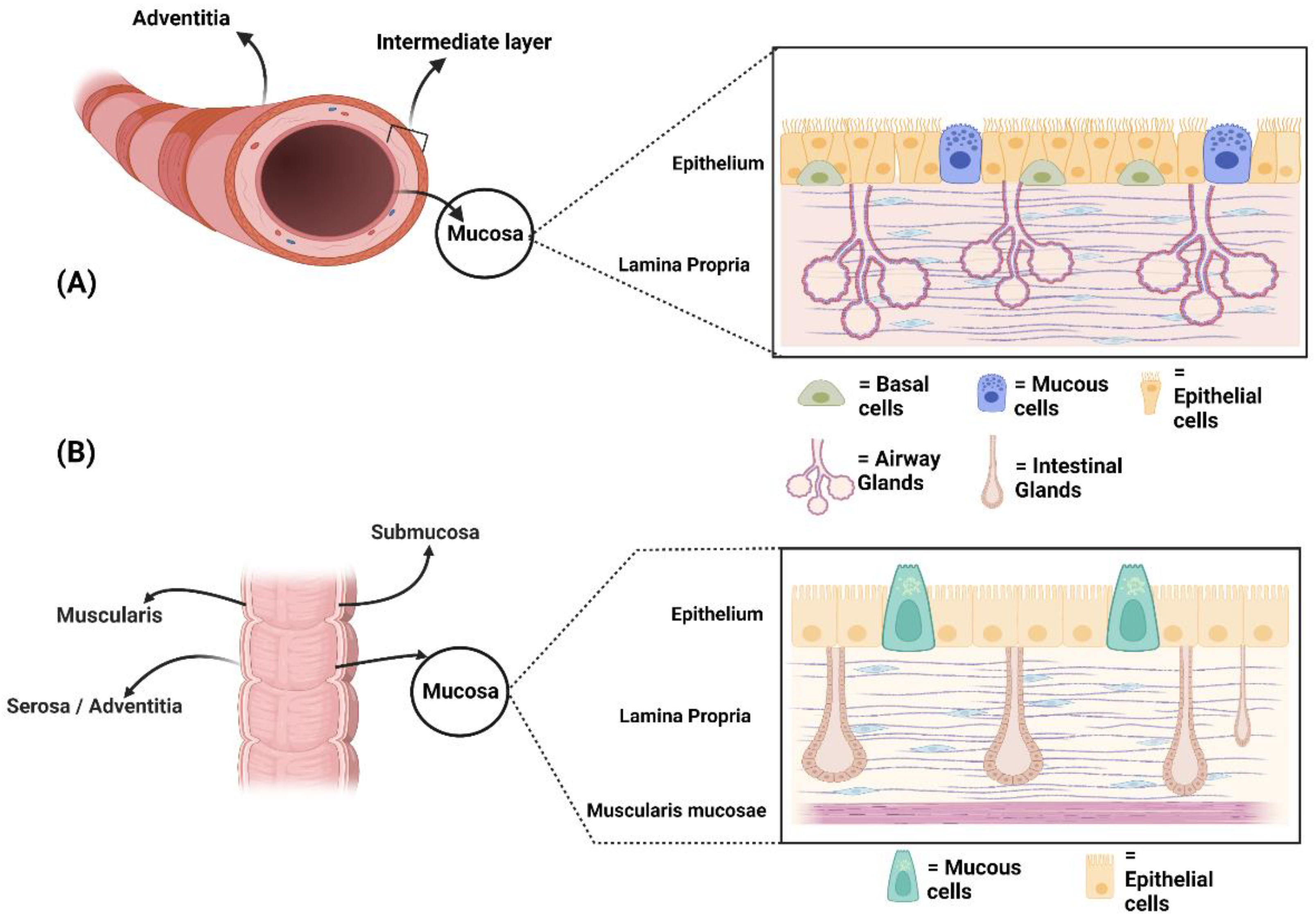 Anatomia 01 00019 g001 Anatomia 01 00019 g001