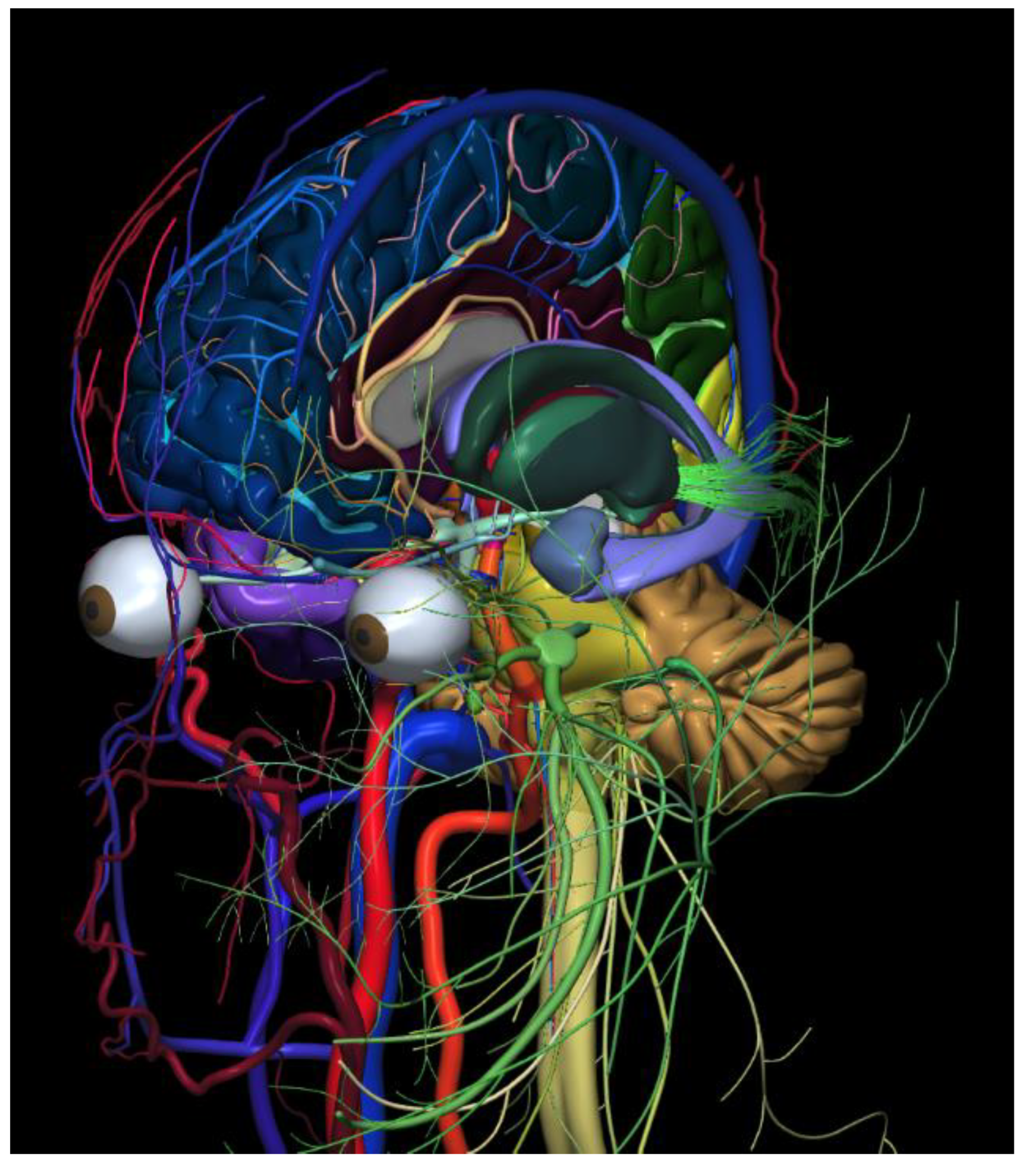 Anatomia 02 00004 g002 Anatomia 02 00004 g002