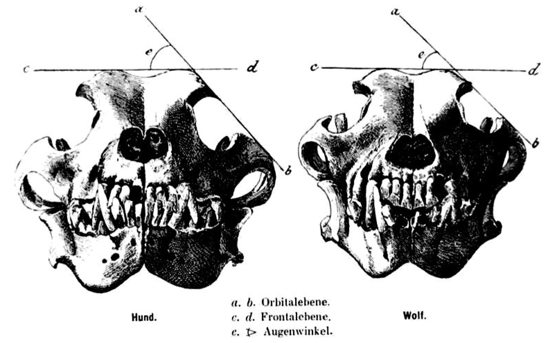Anatomia 02 00007 g001
