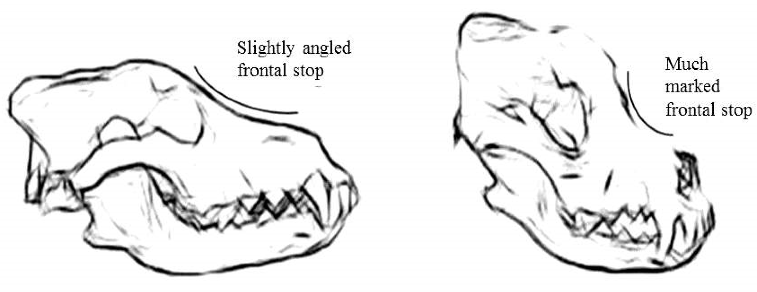 Anatomia 02 00007 g002