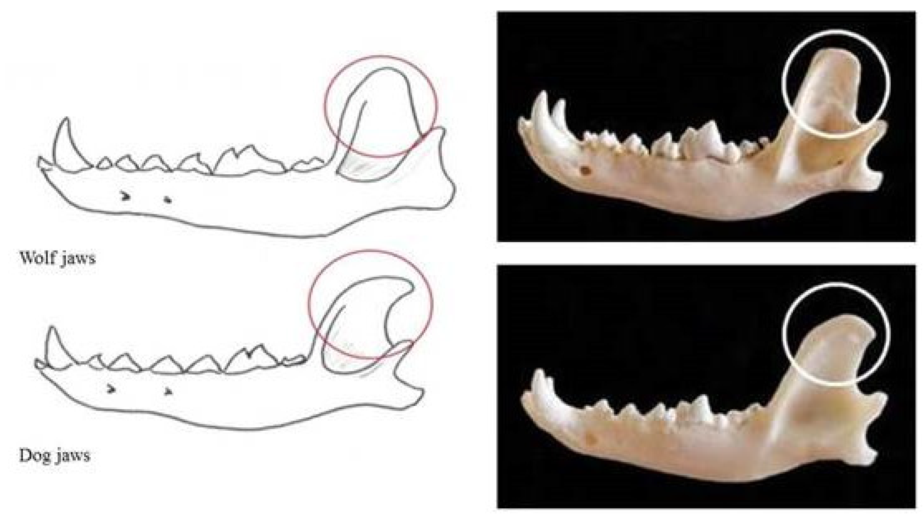 Anatomia 02 00007 g003