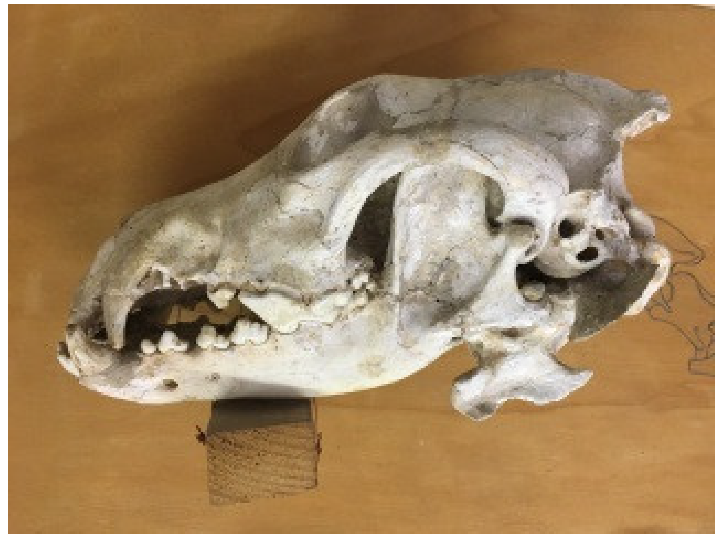 Anatomia 02 00007 g004