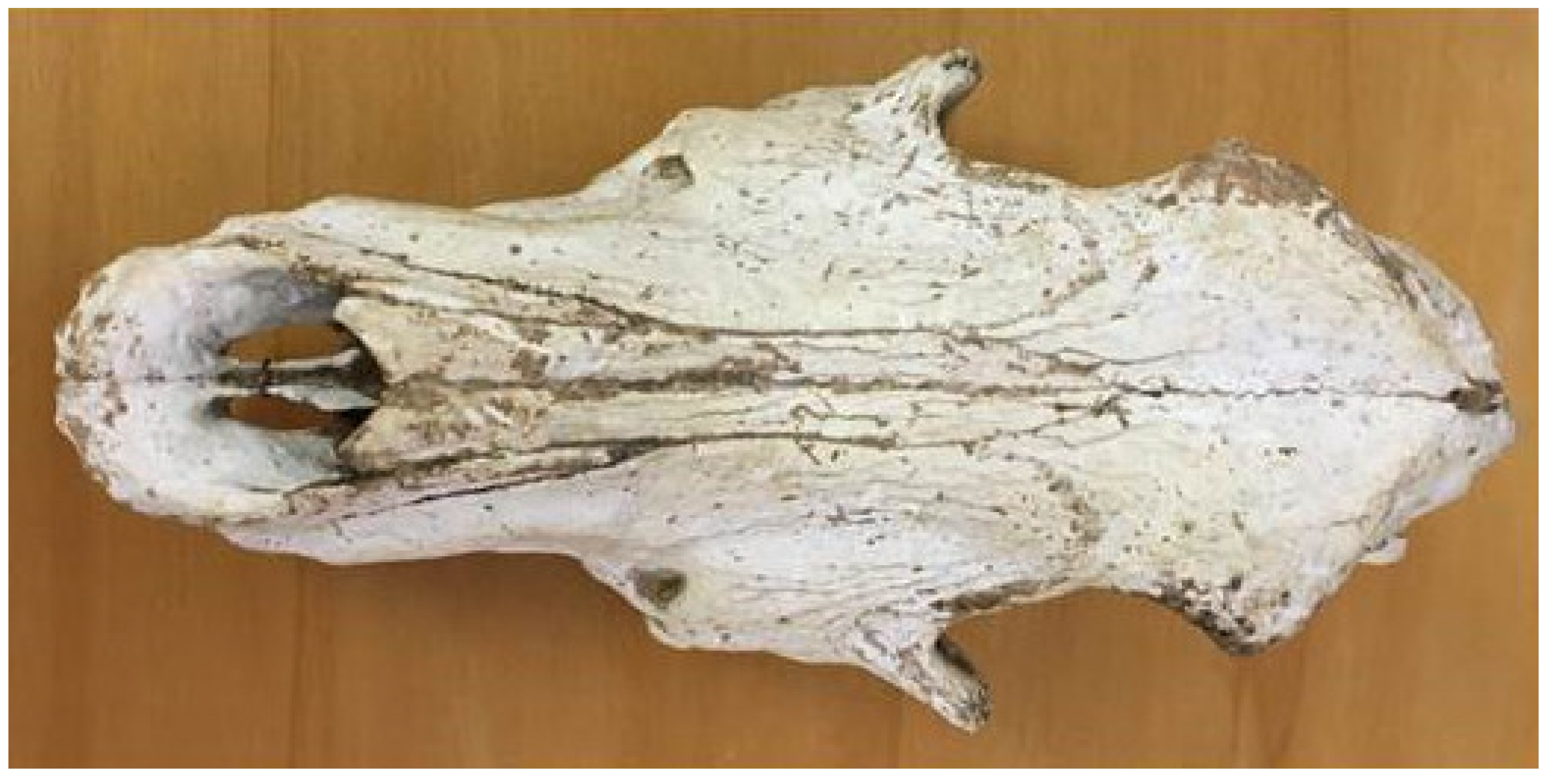 Anatomia 02 00007 g006