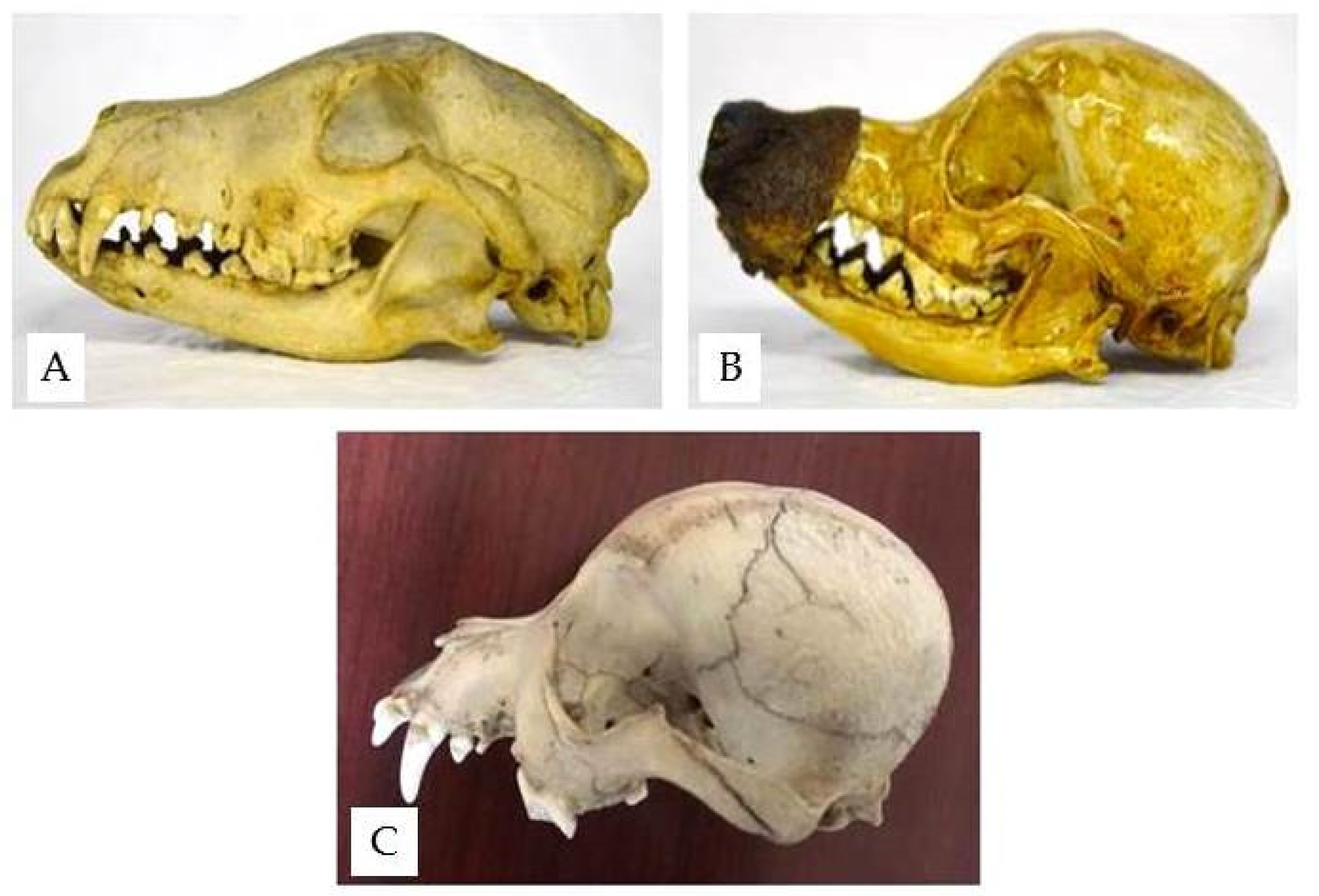 Anatomia 02 00007 g007