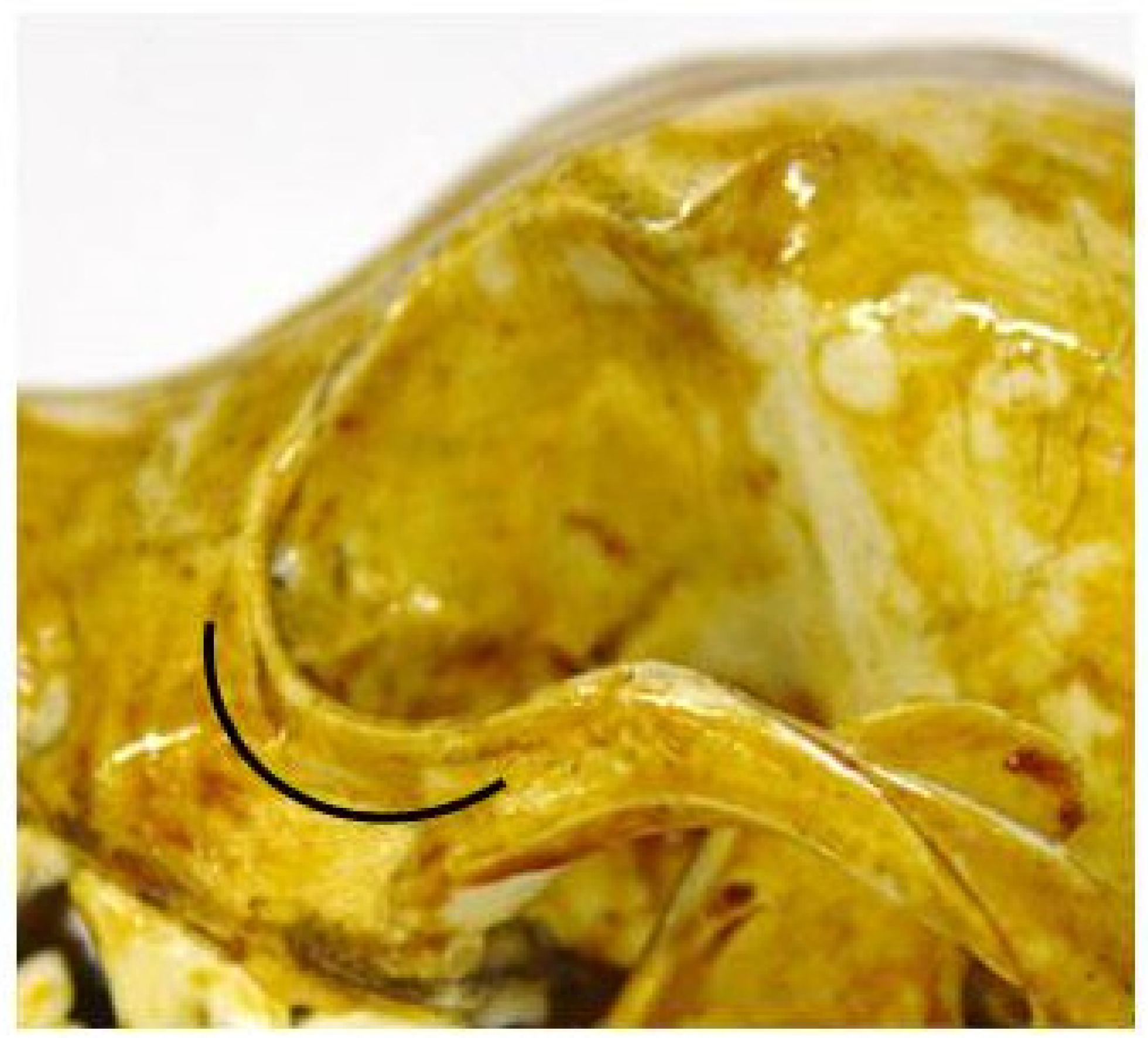 Anatomia 02 00007 g009