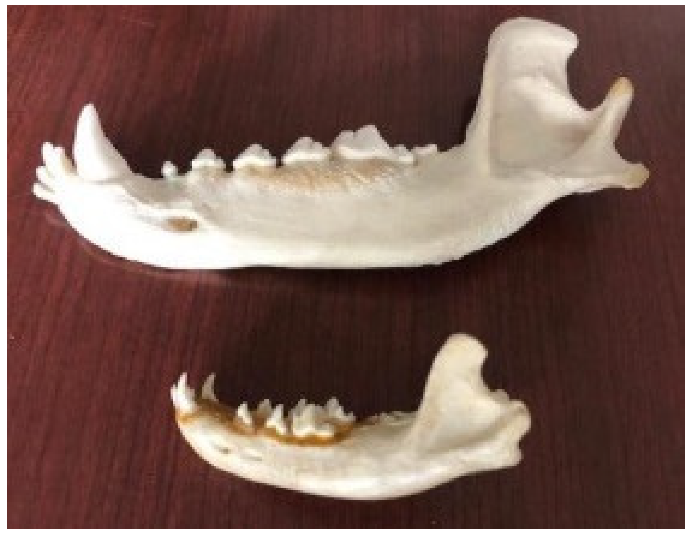 Anatomia 02 00007 g010