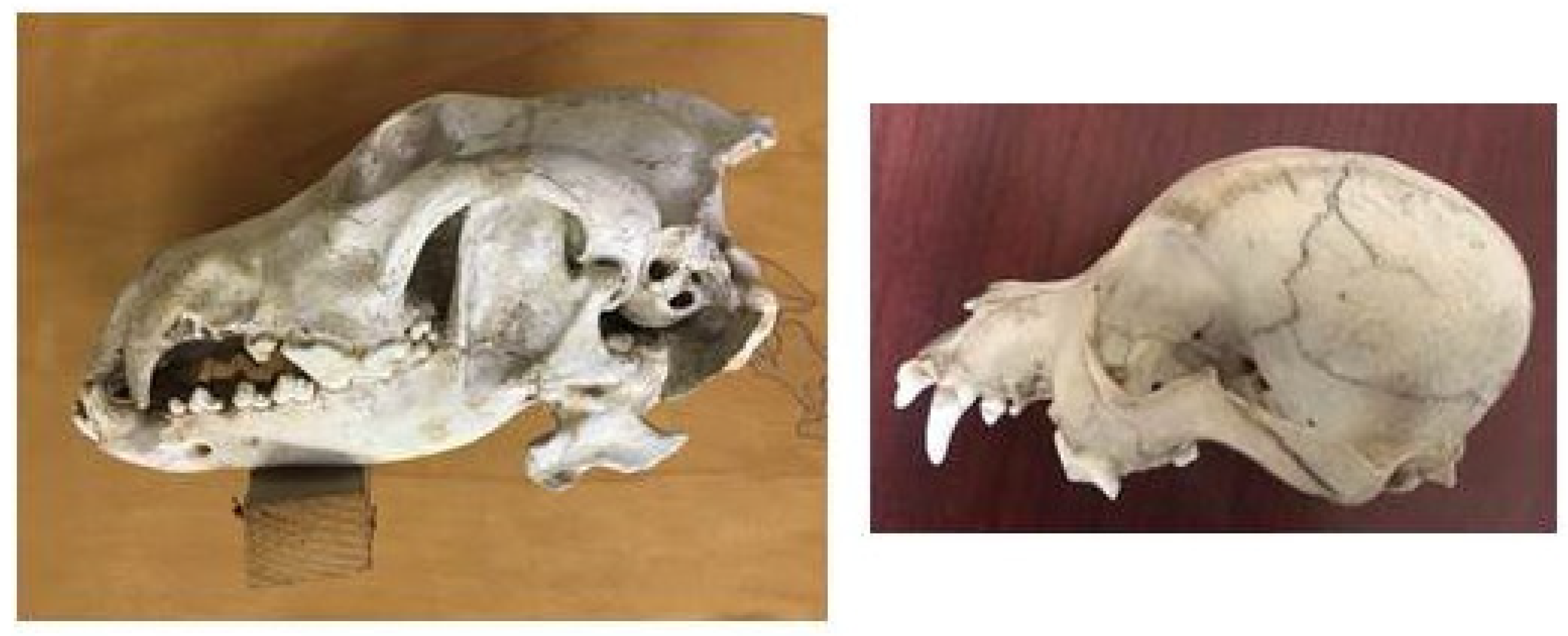 Anatomia 02 00007 g011