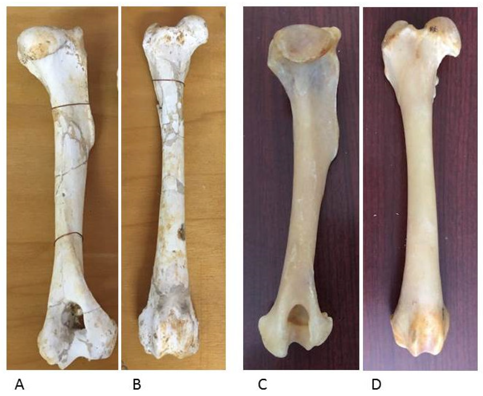 Anatomia 02 00007 g012