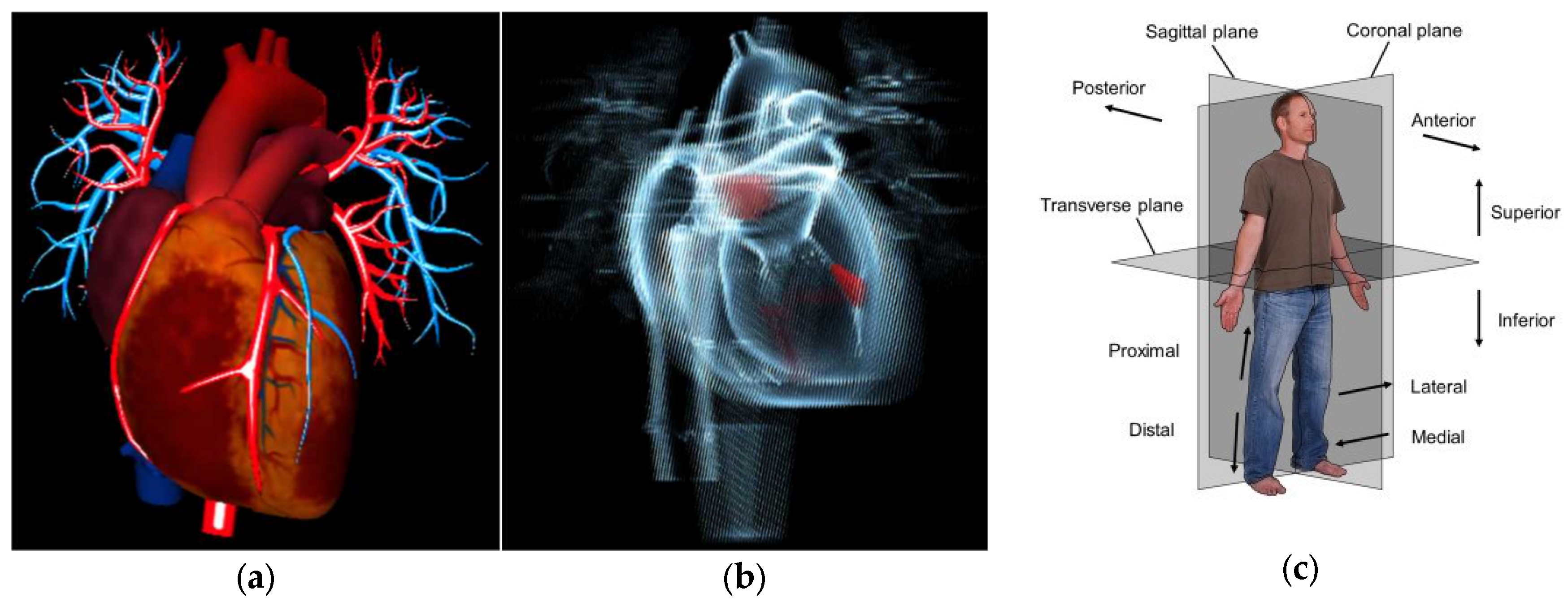 Anatomia 02 00008 g004