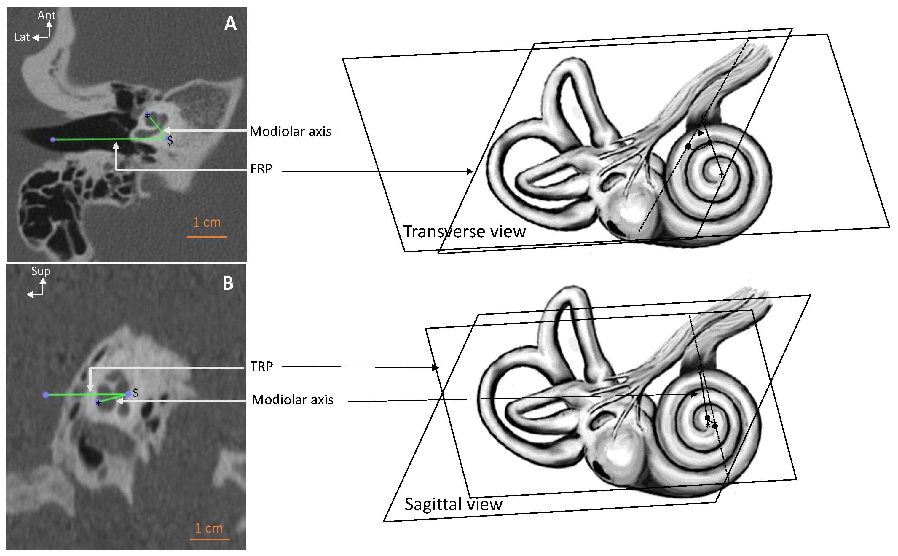 Anatomia 02 00009 g001