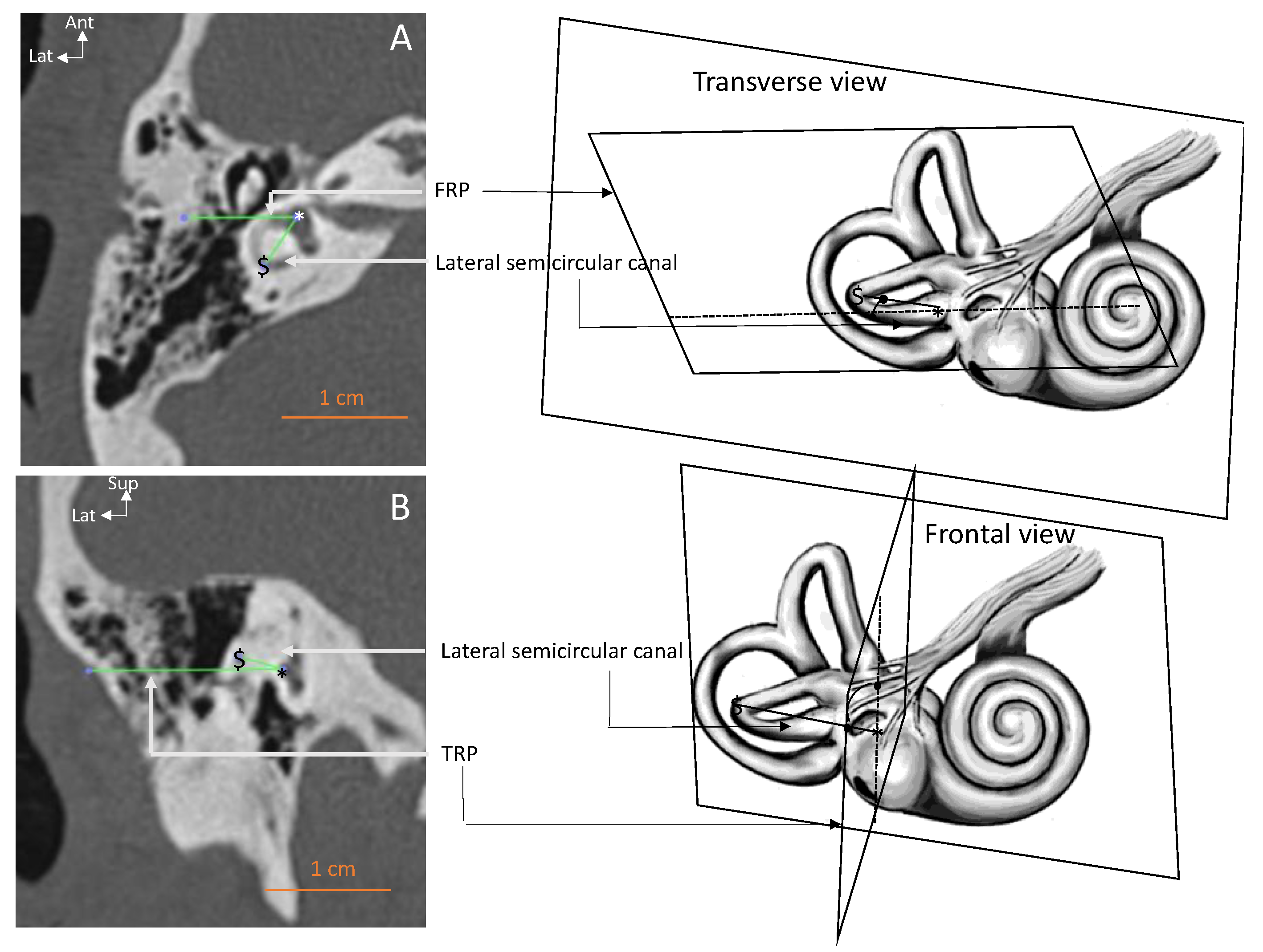Anatomia 02 00009 g002