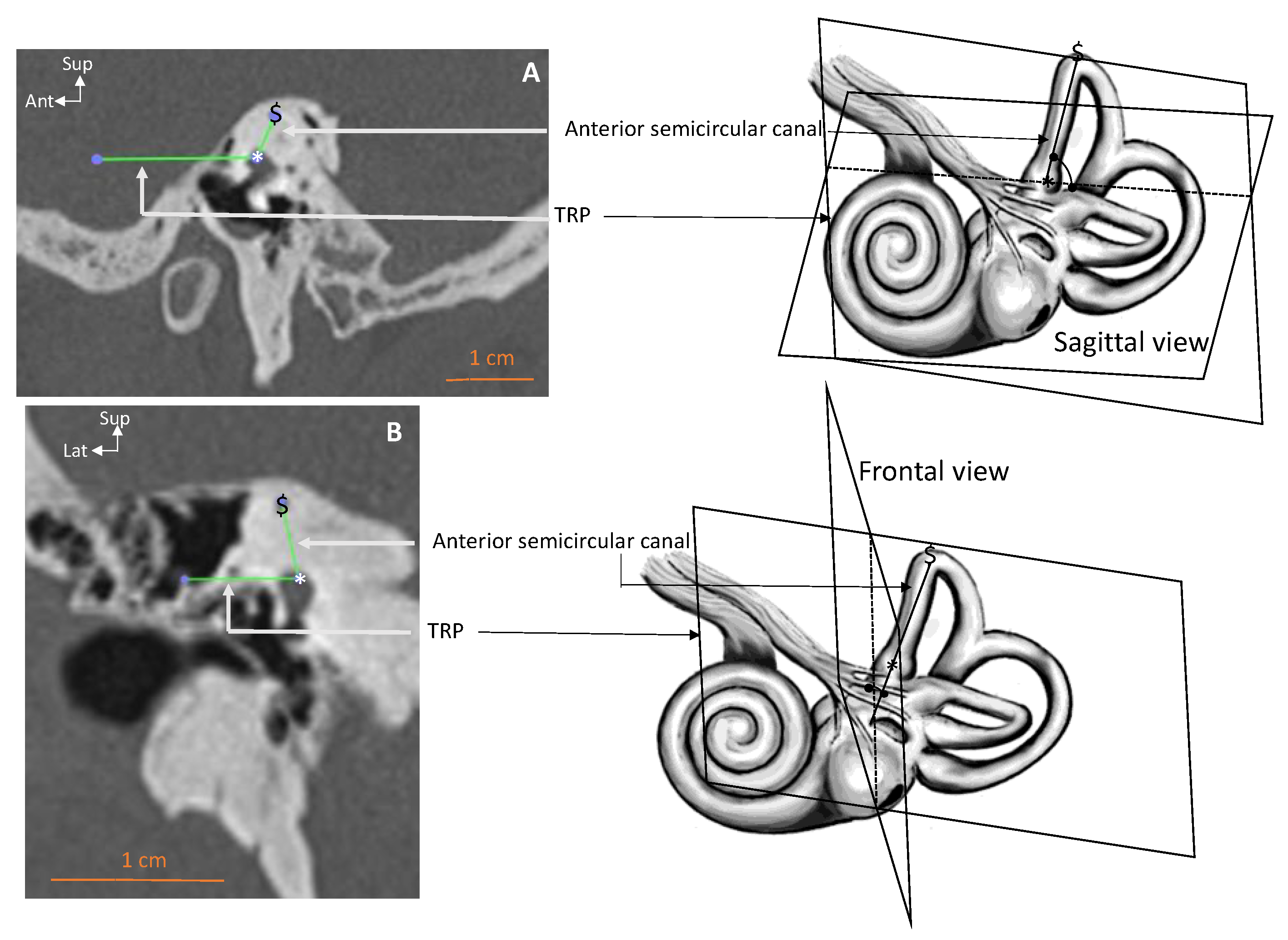 Anatomia 02 00009 g003