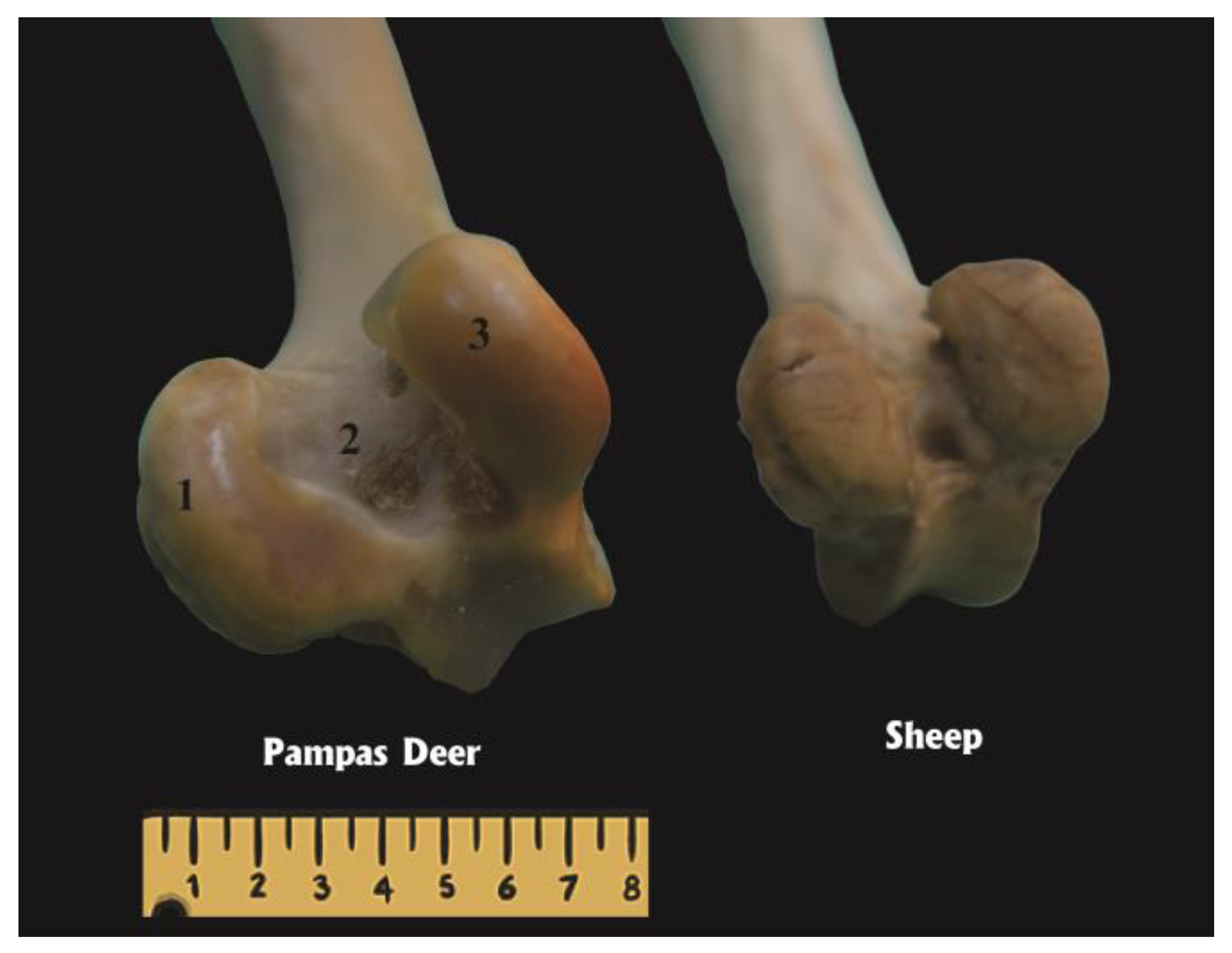 Anatomia 02 00012 g002