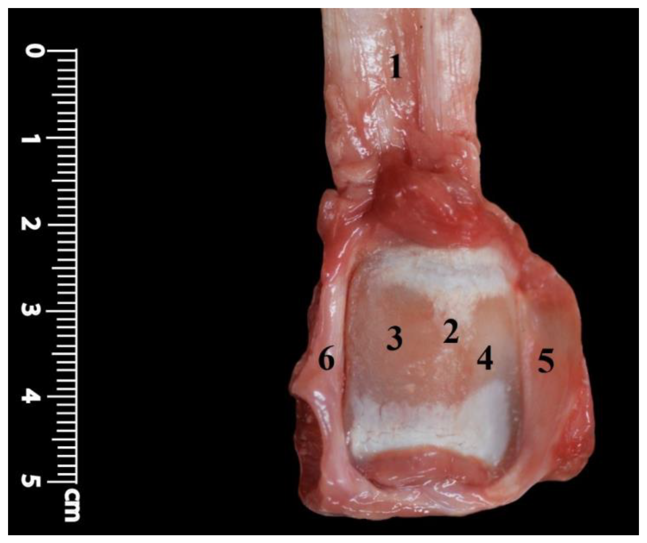 Anatomia 02 00012 g003