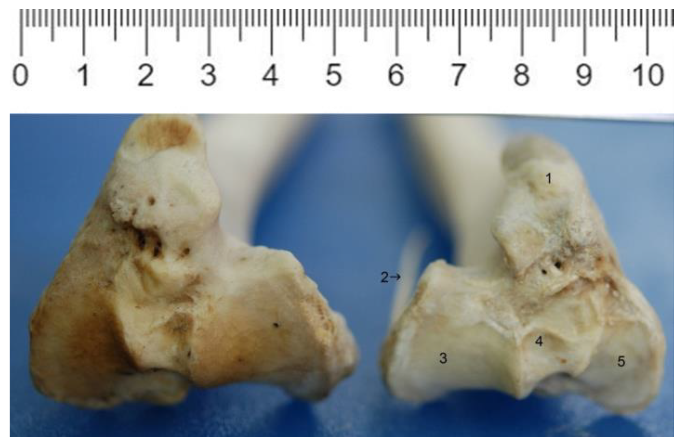 Anatomia 02 00012 g004