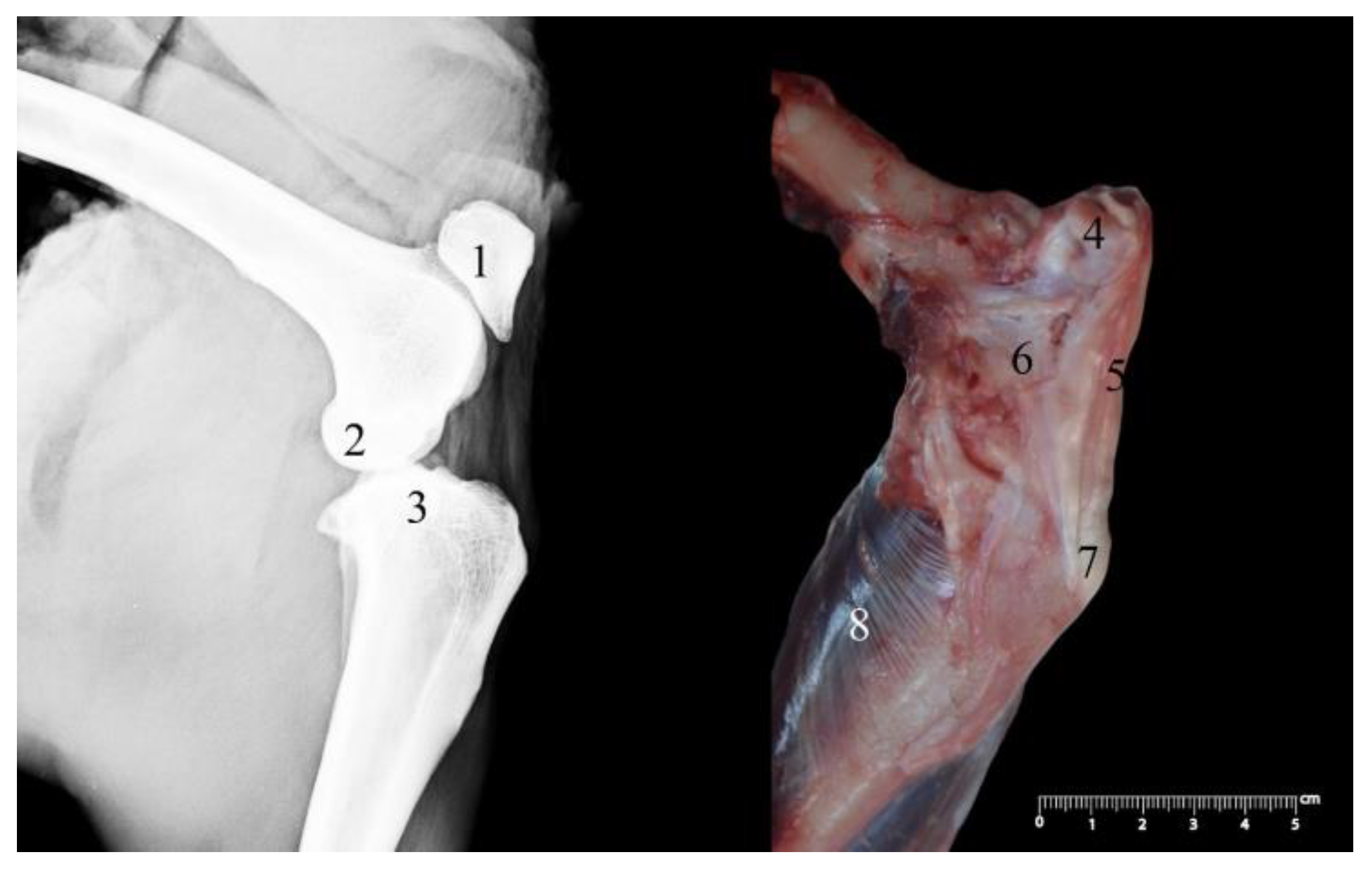 Anatomia 02 00012 g005