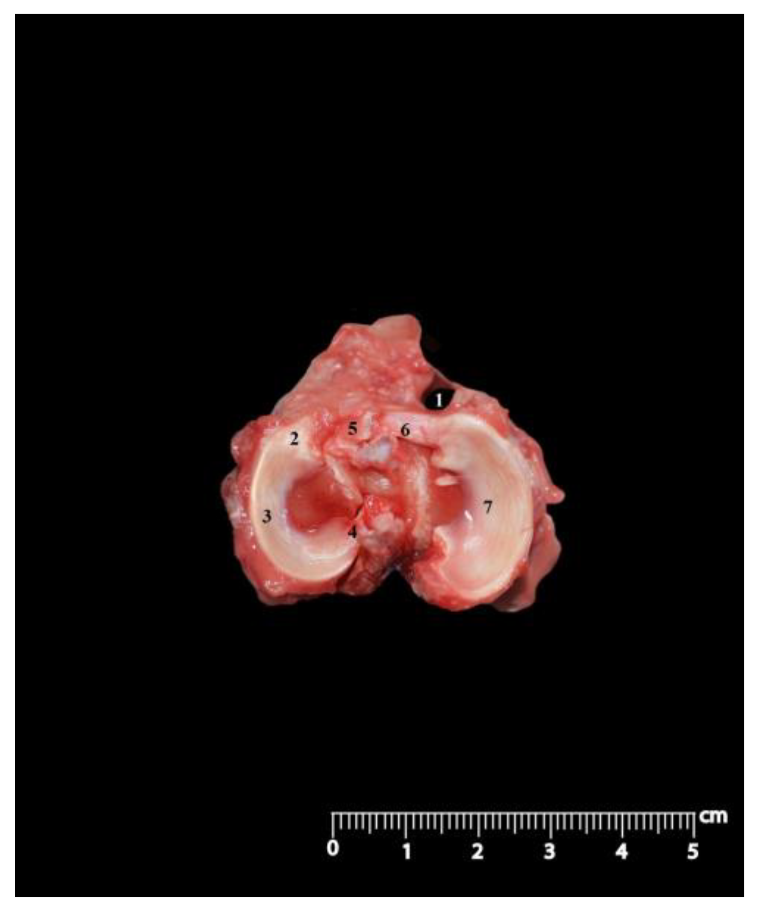 Anatomia 02 00012 g006