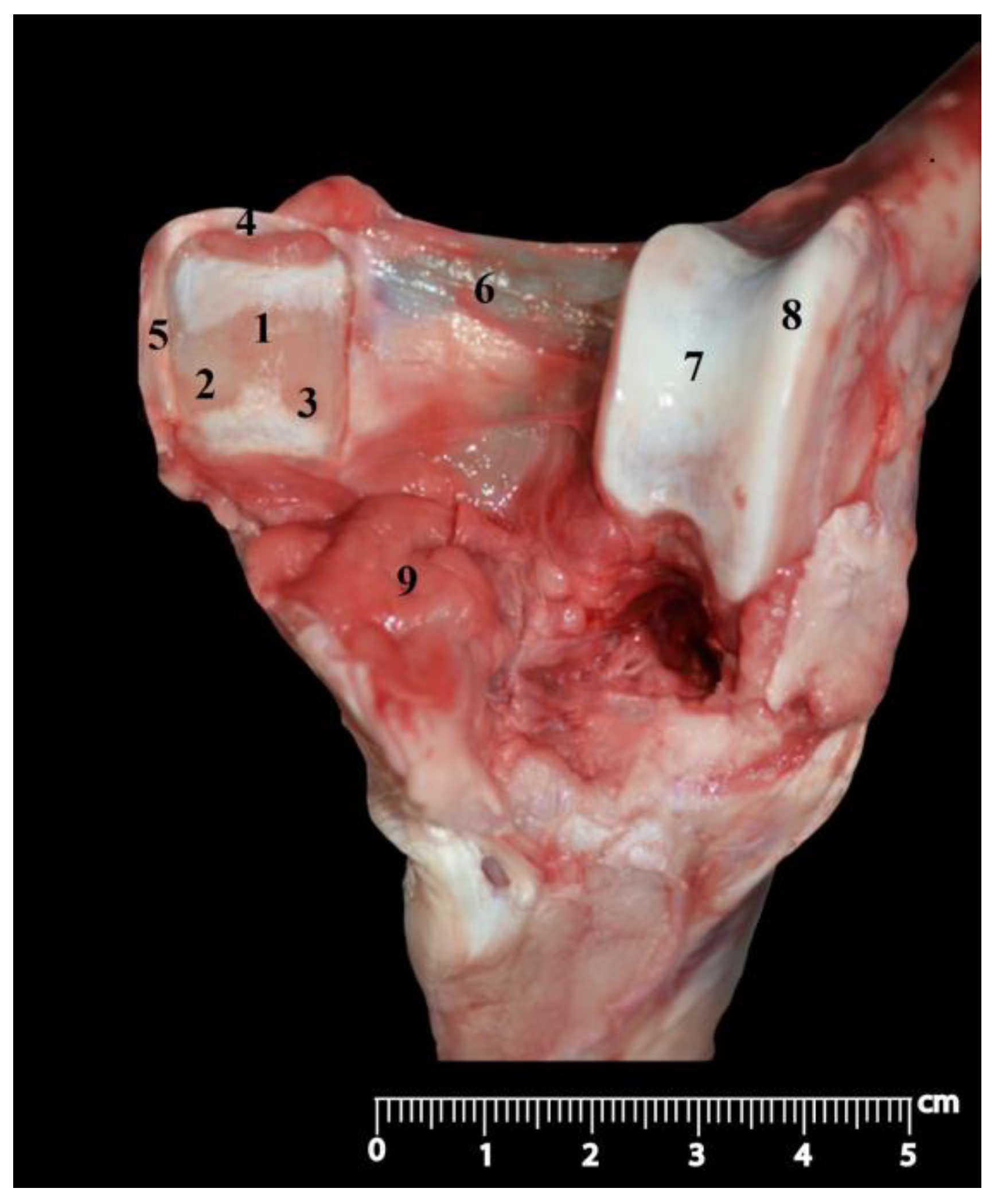 Anatomia 02 00012 g007