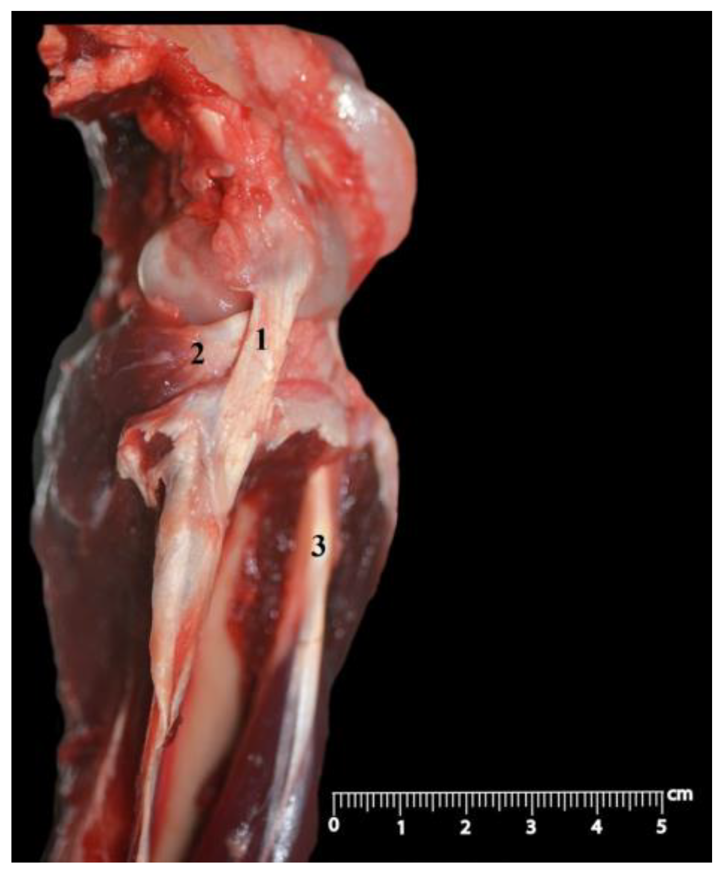 Anatomia 02 00012 g009