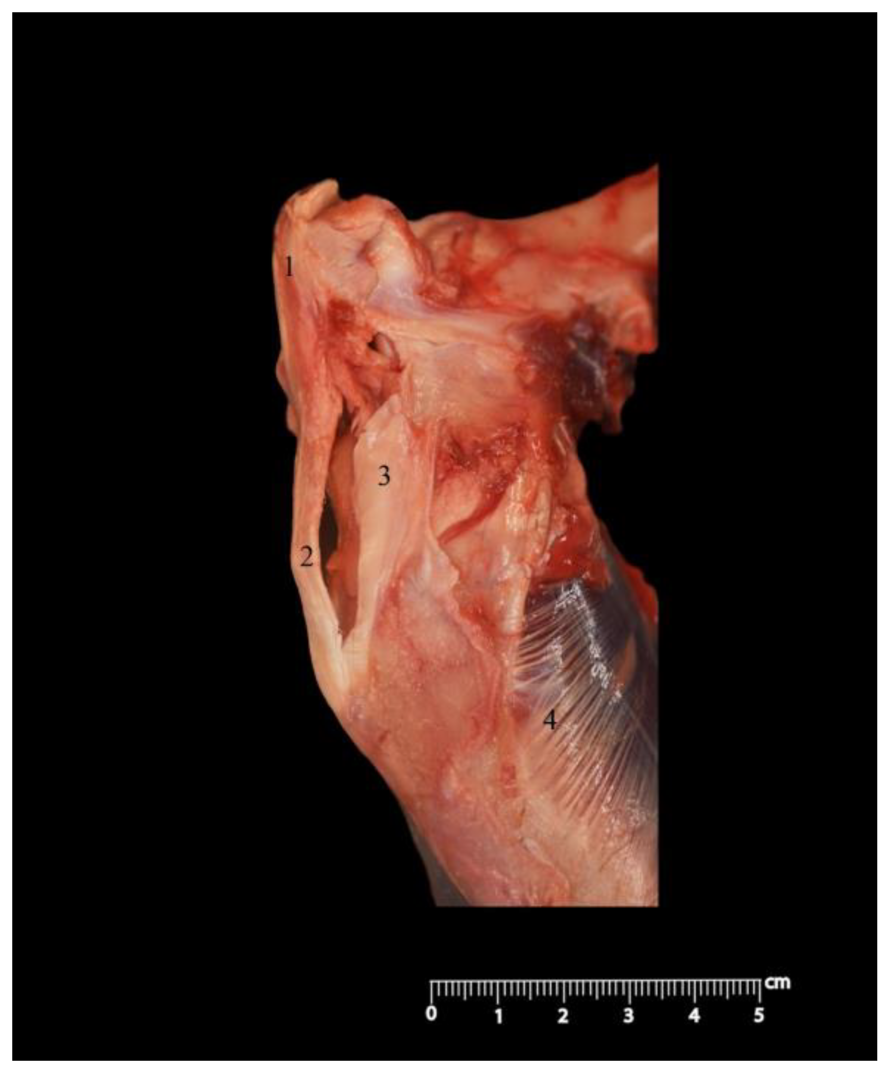 Anatomia 02 00012 g011