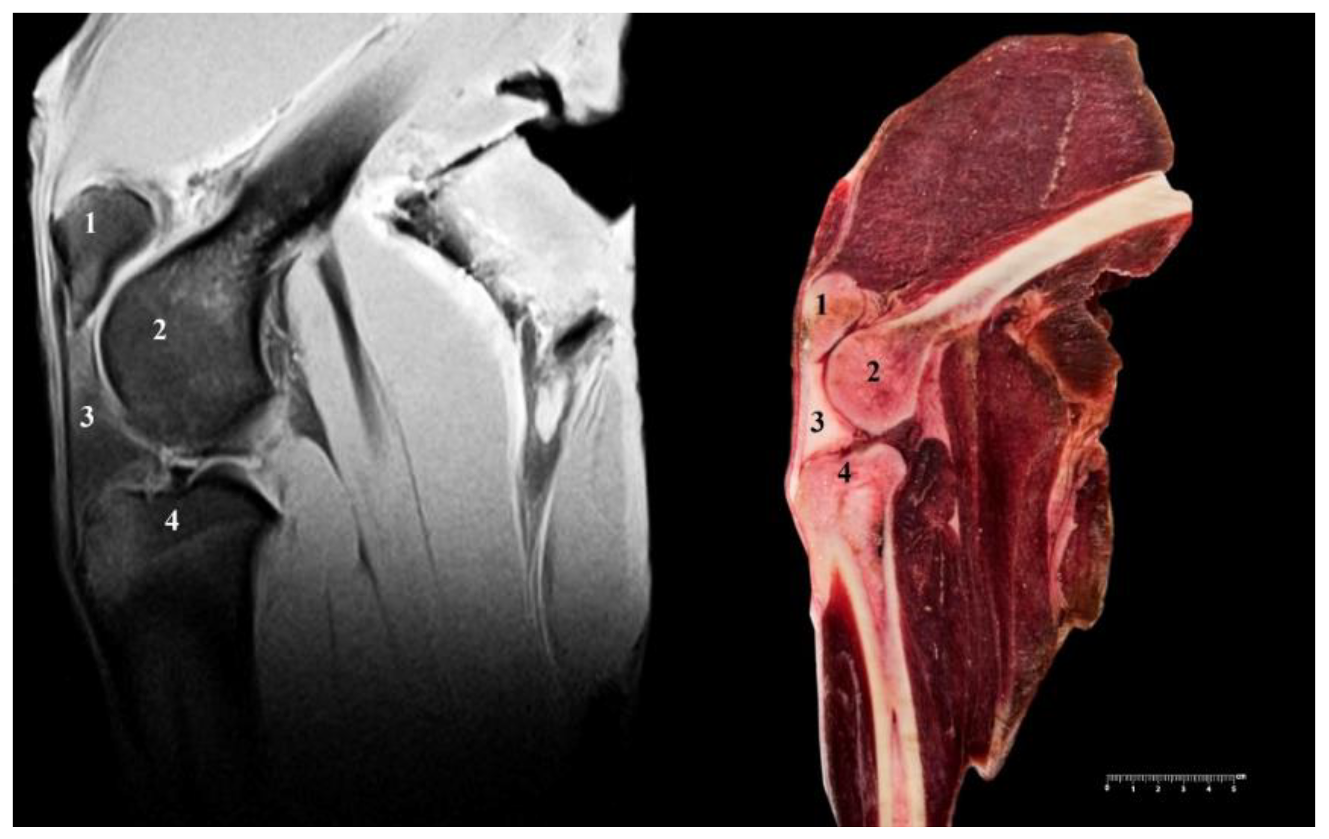 Anatomia 02 00012 g012