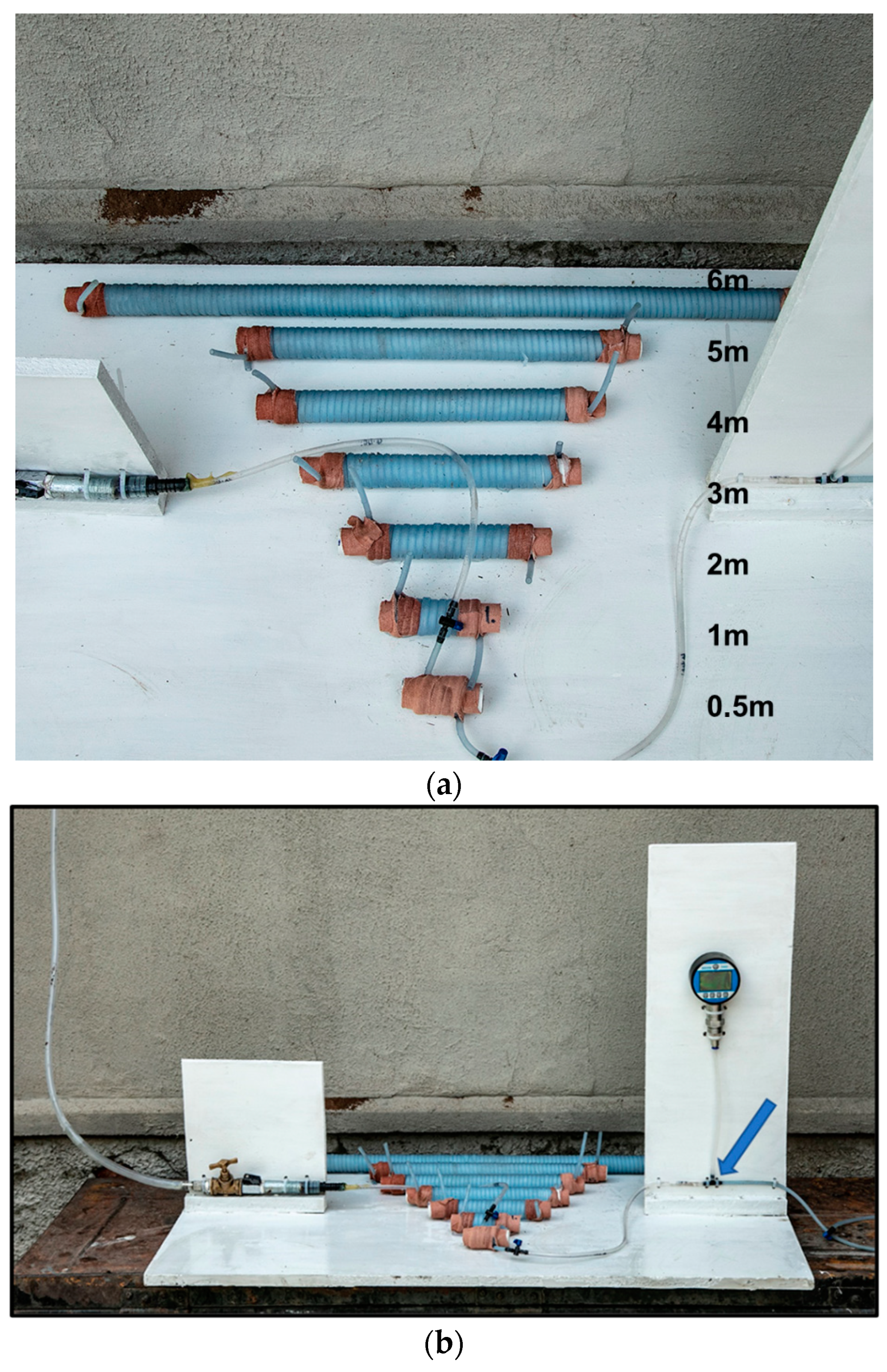 Anatomia 02 00013 g001