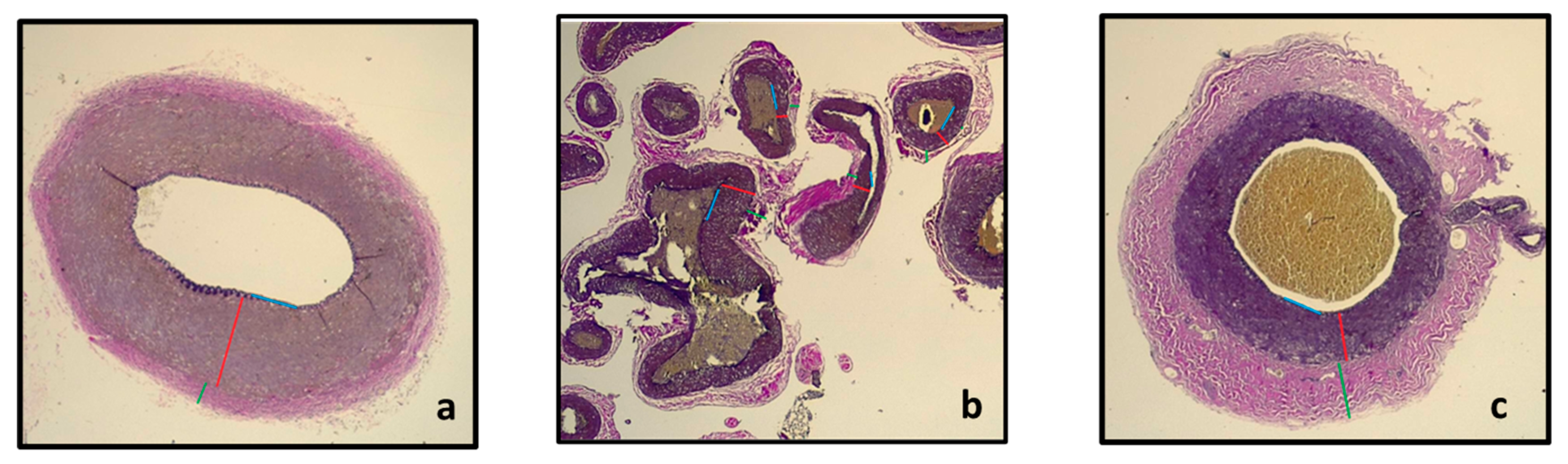 Anatomia 02 00013 g005