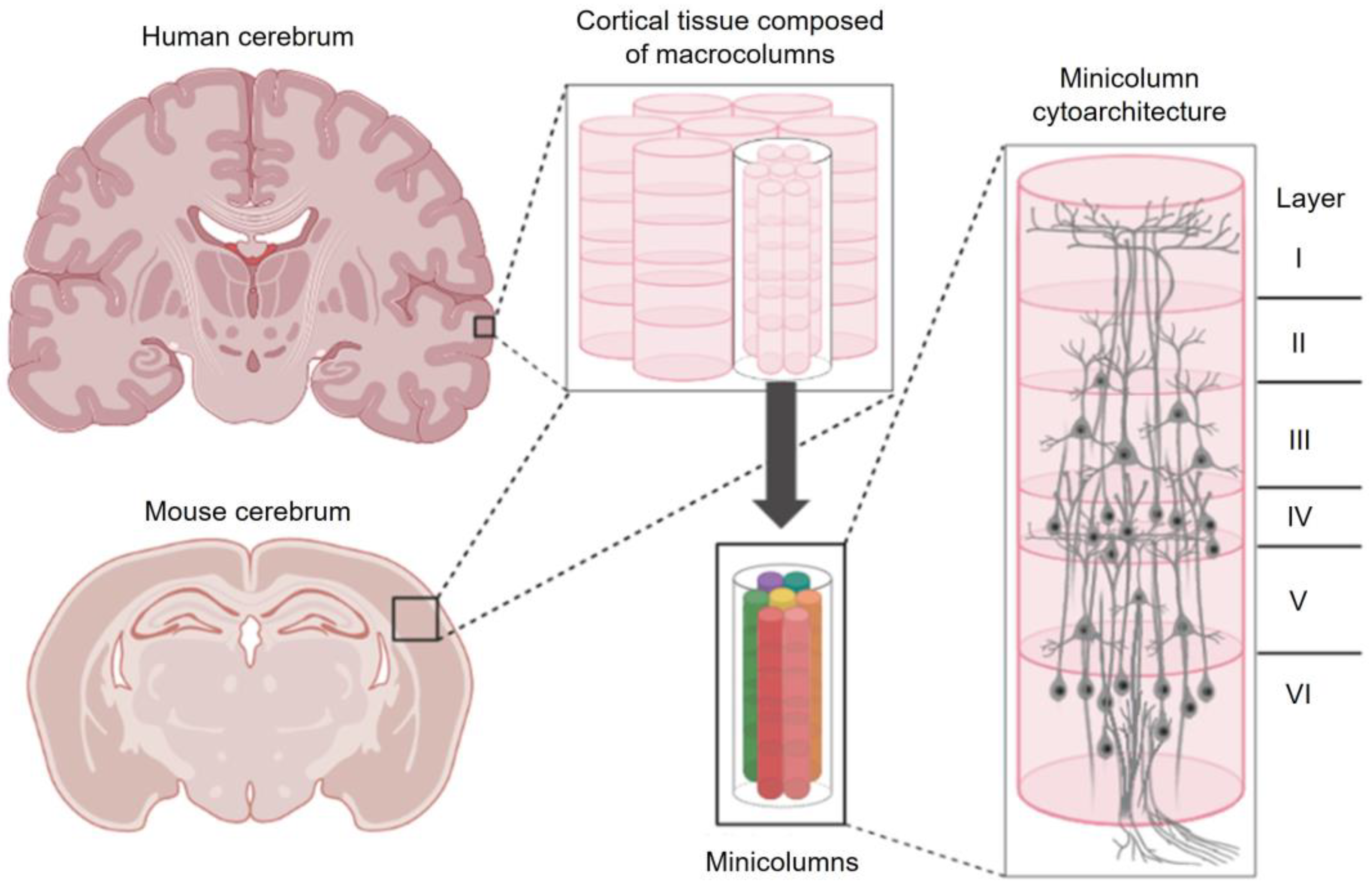 Anatomia 02 00020 g001