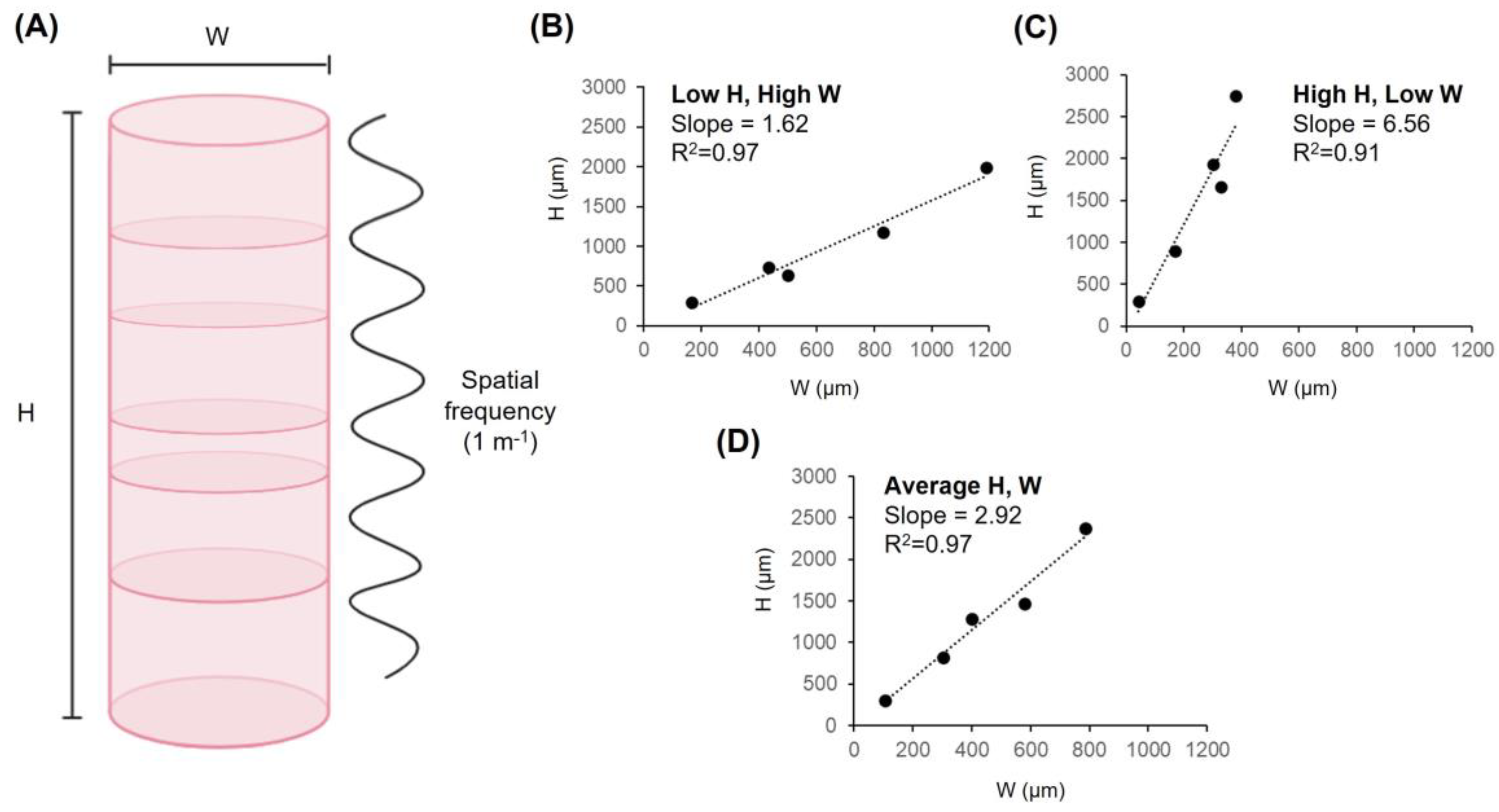 Anatomia 02 00020 g002