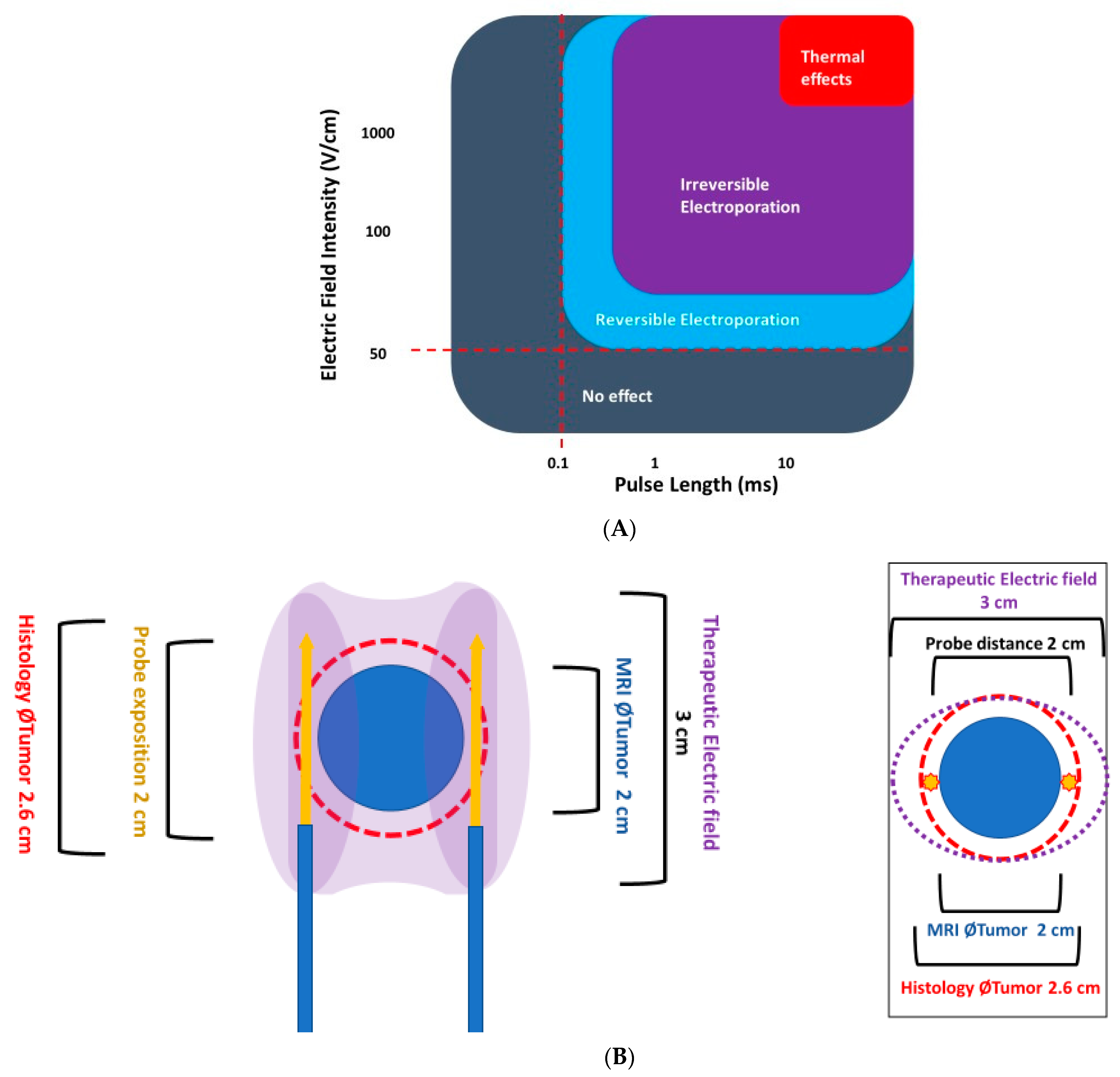 Anatomia 02 00021 g001