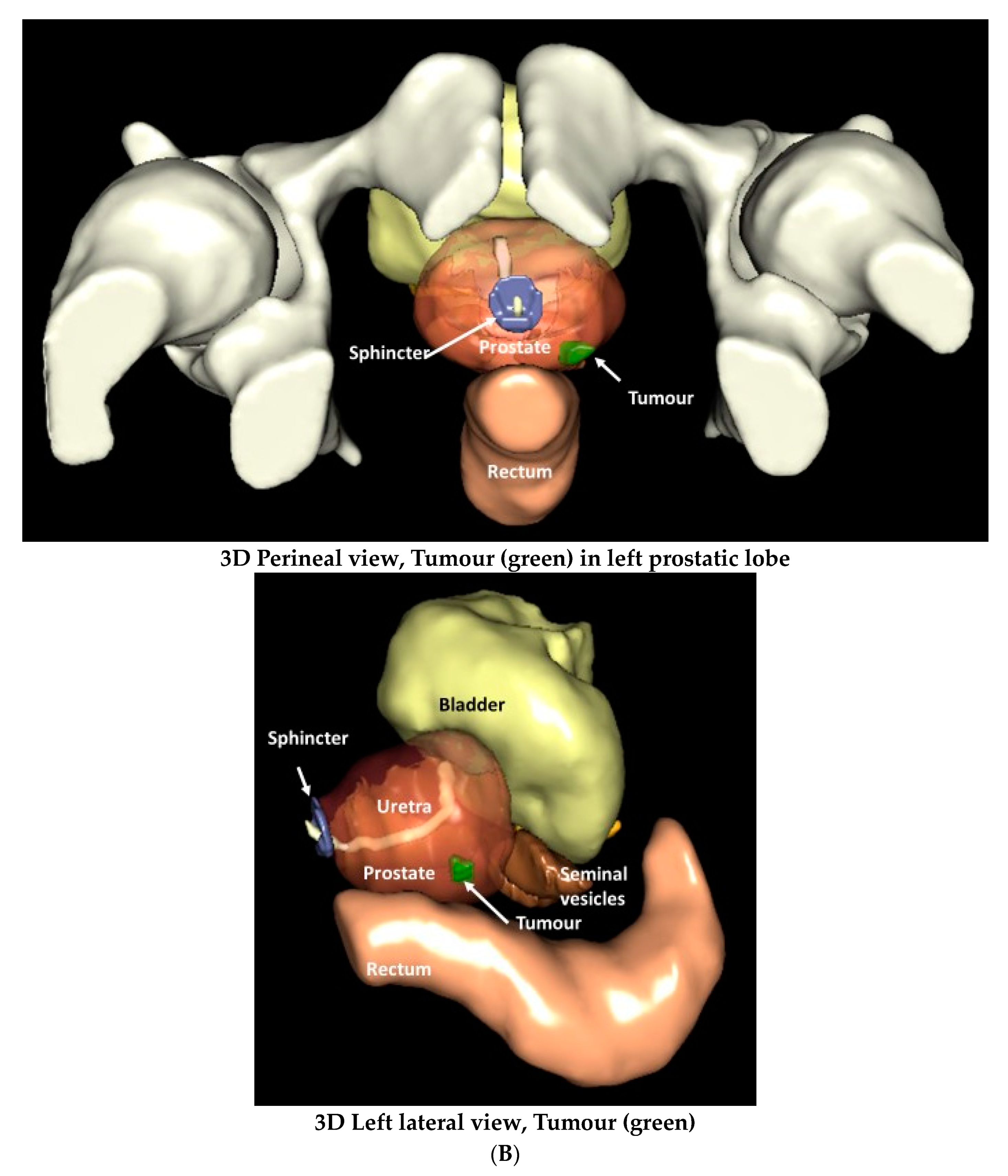 Anatomia 02 00021 g002b