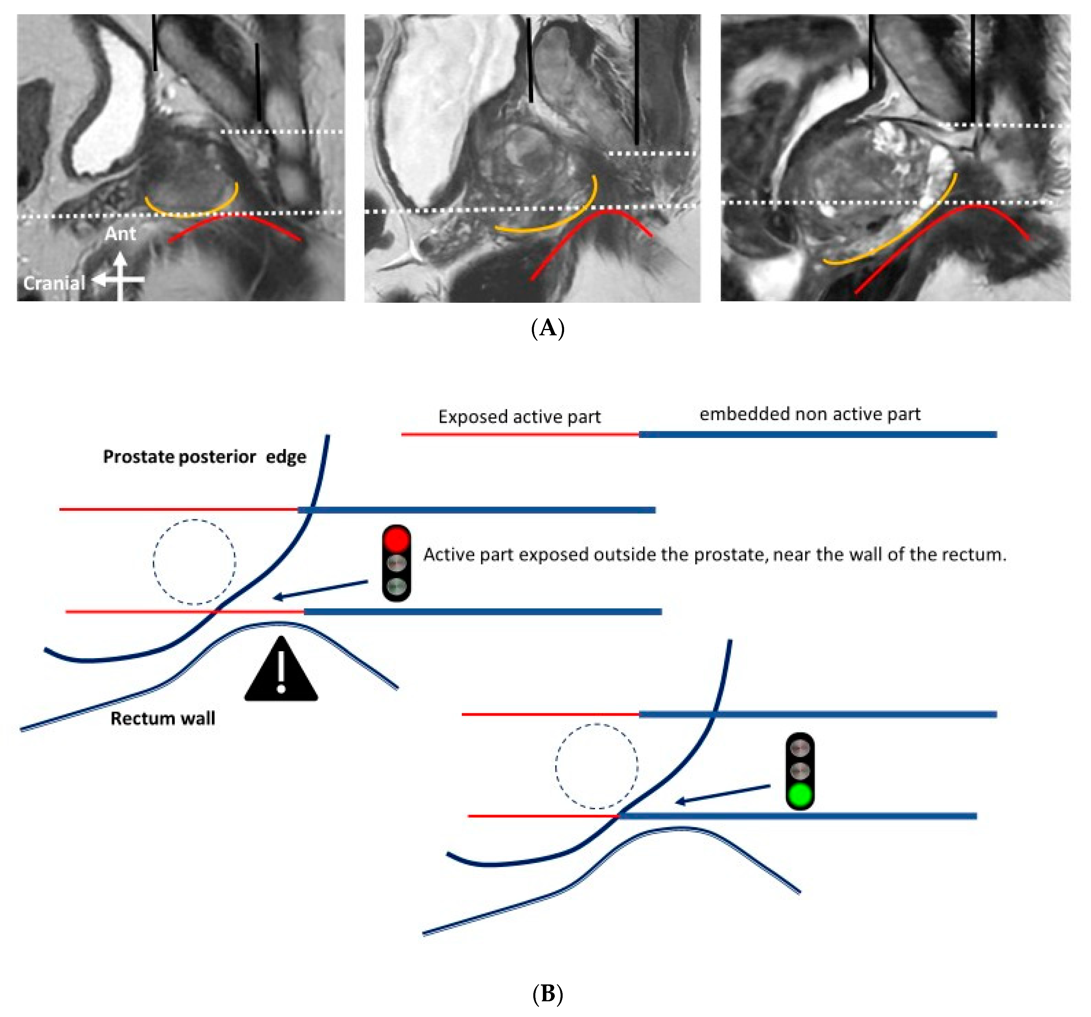 Anatomia 02 00021 g004