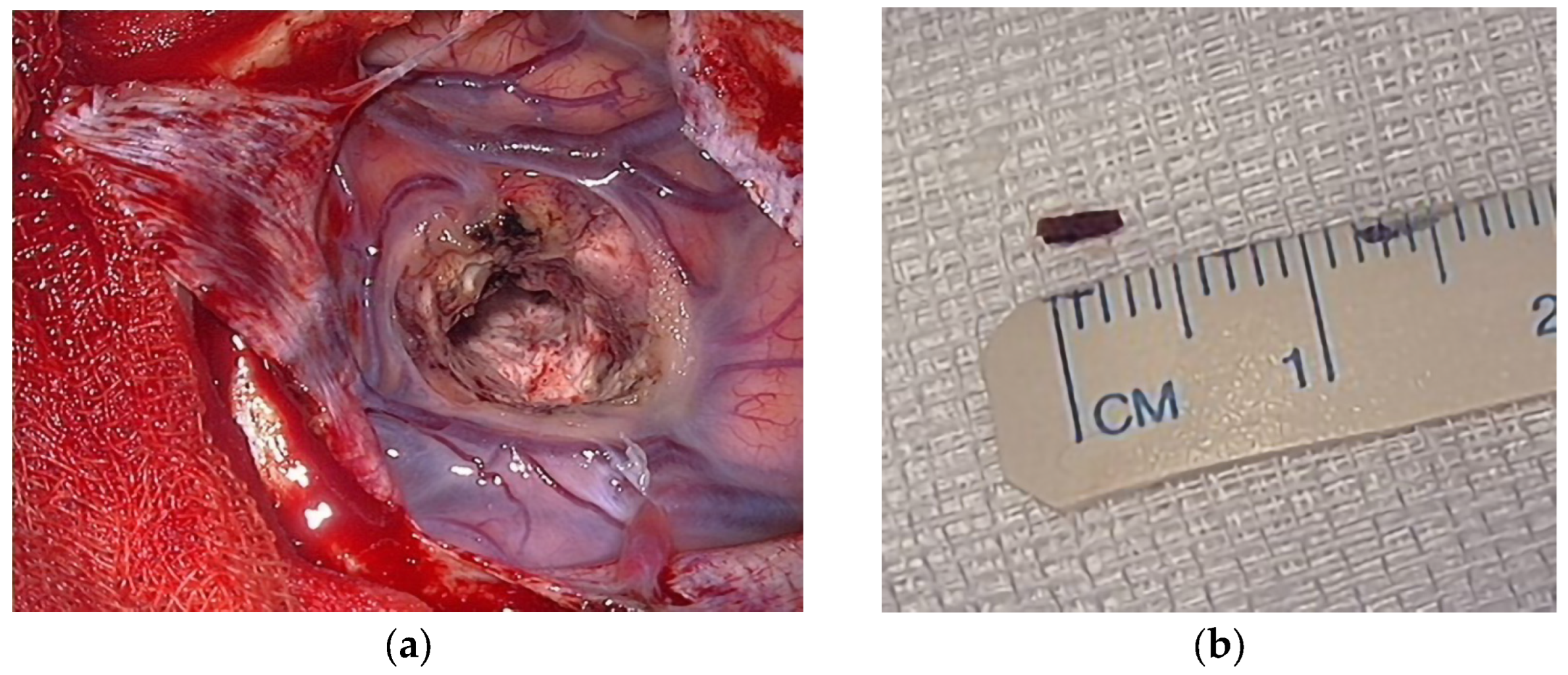 Anatomia 02 00022 g002