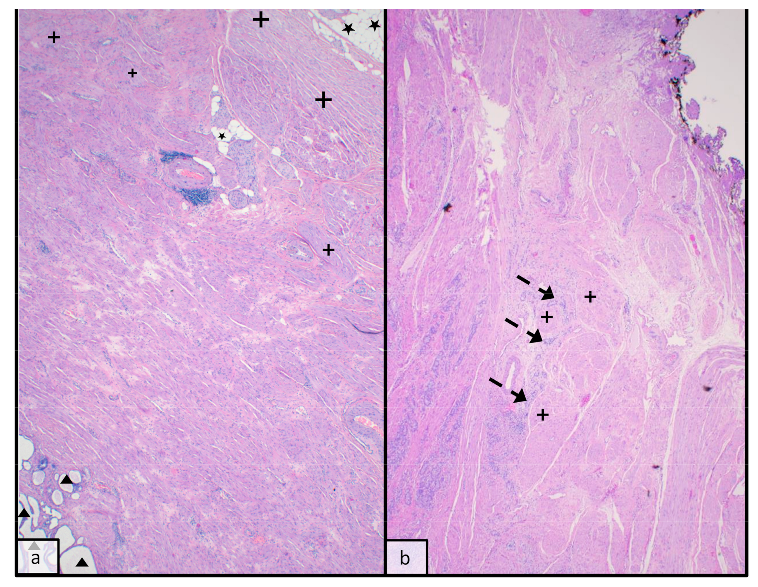 Anatomia 02 00023 g001