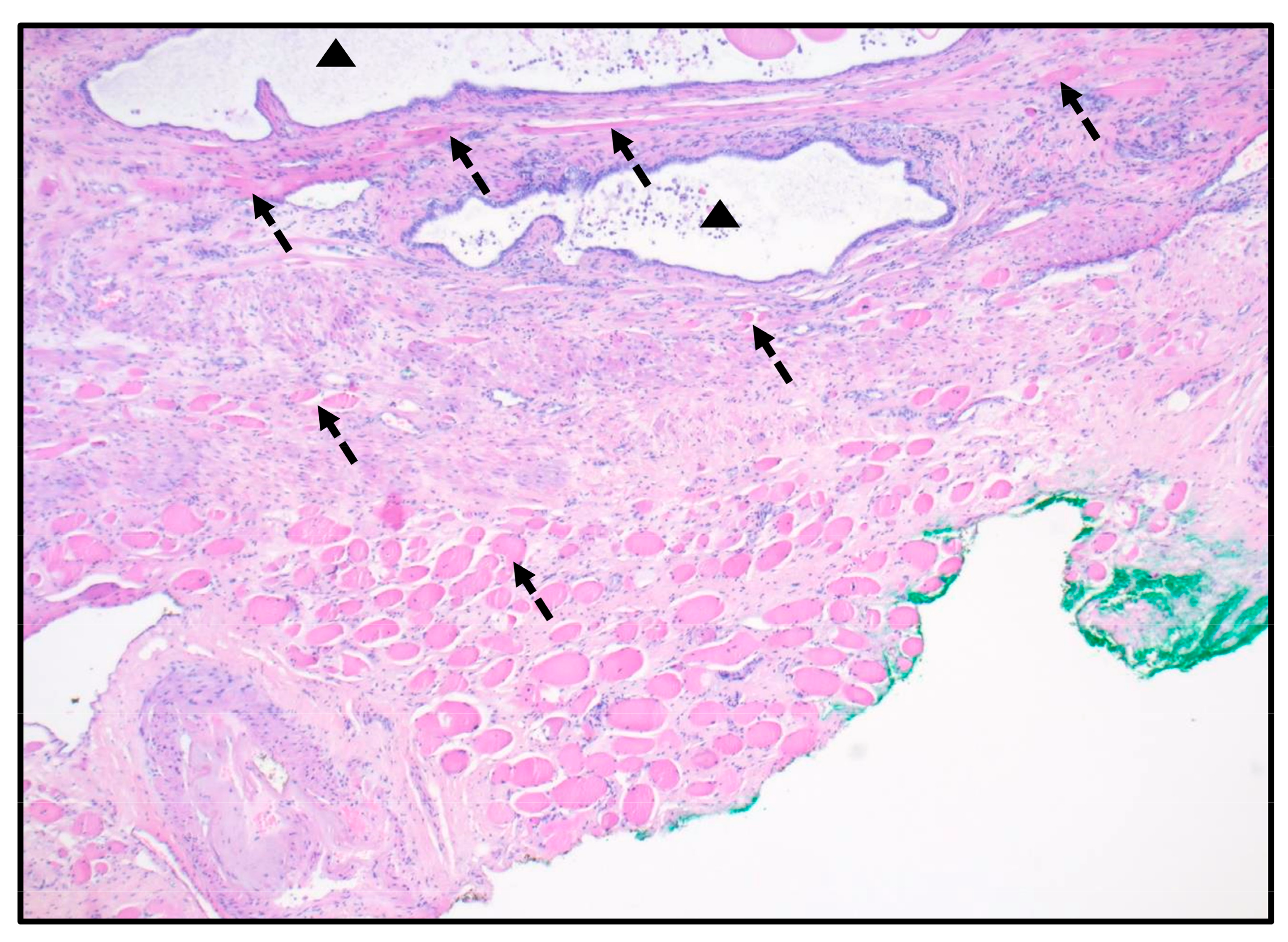 Anatomia 02 00023 g002