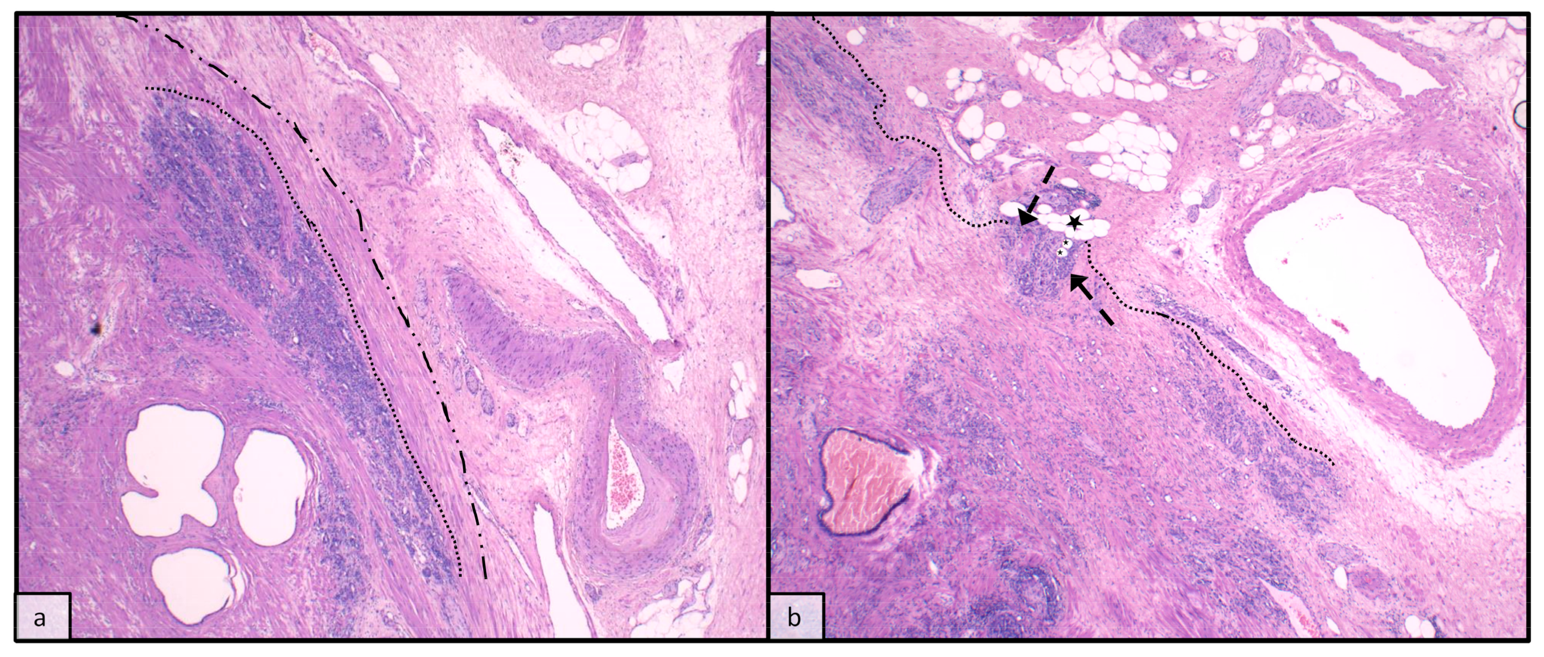 Anatomia 02 00023 g003