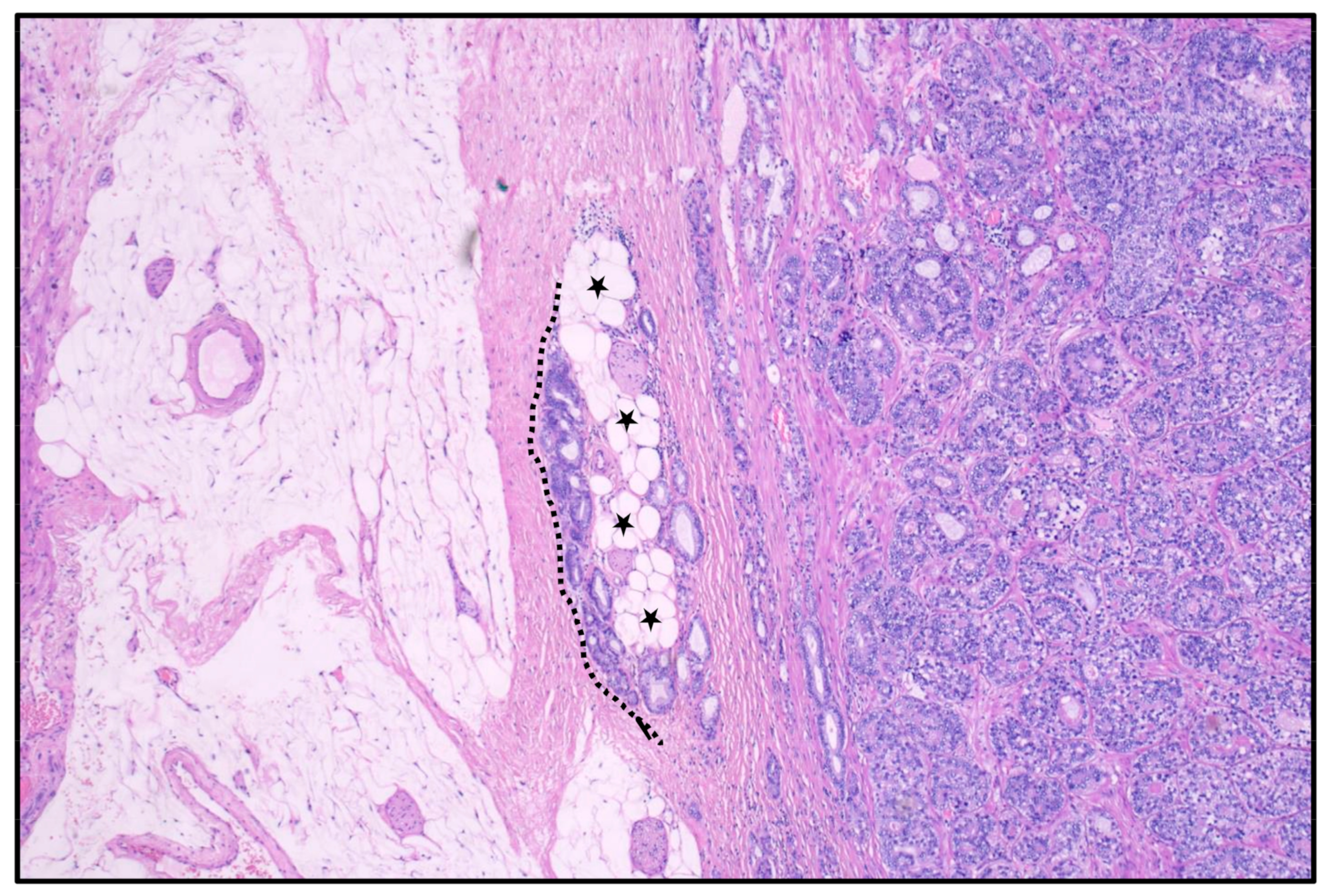 Anatomia 02 00023 g004
