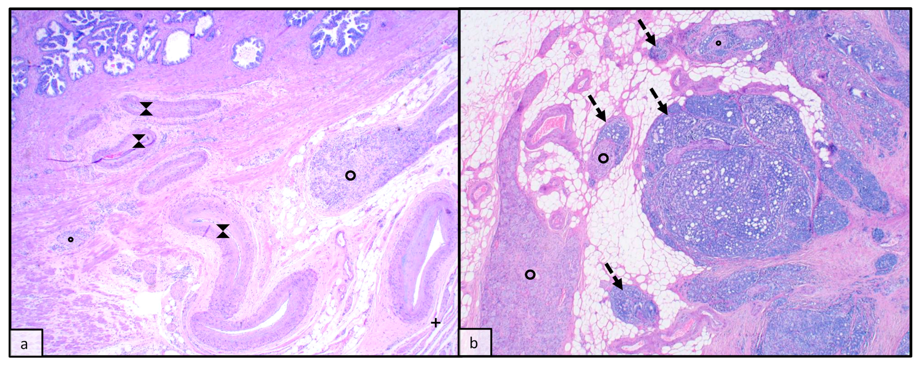 Anatomia 02 00023 g005