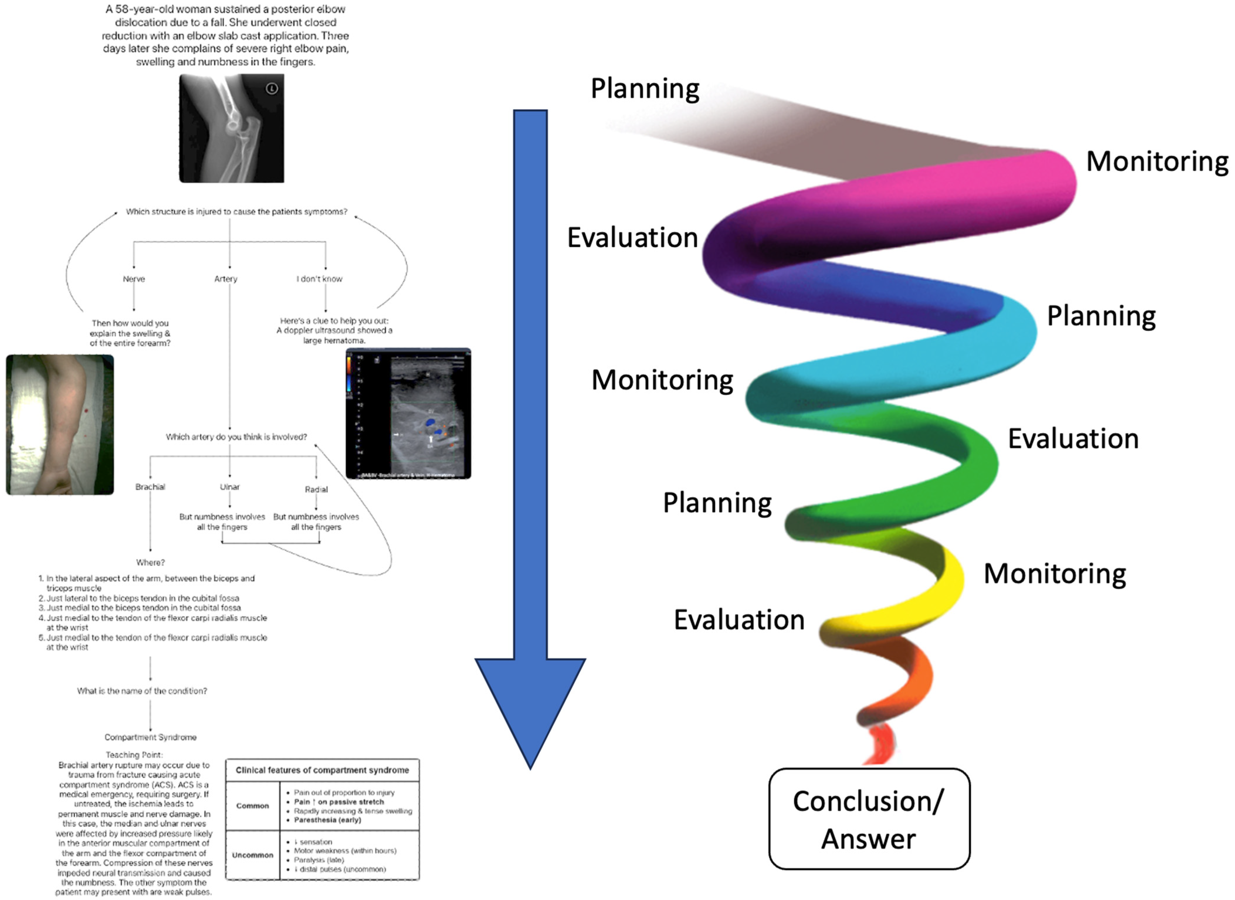 Anatomia 02 00025 g002