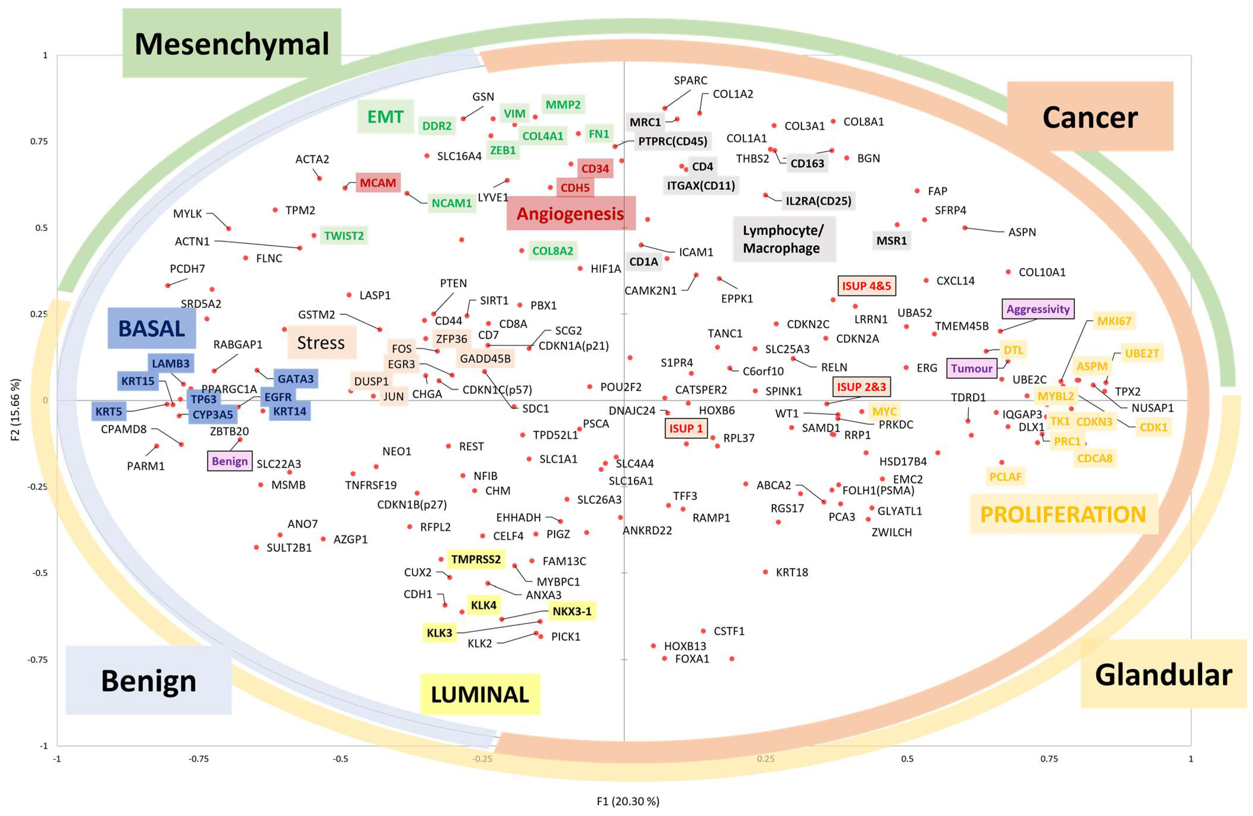 Anatomia 02 00027 g006