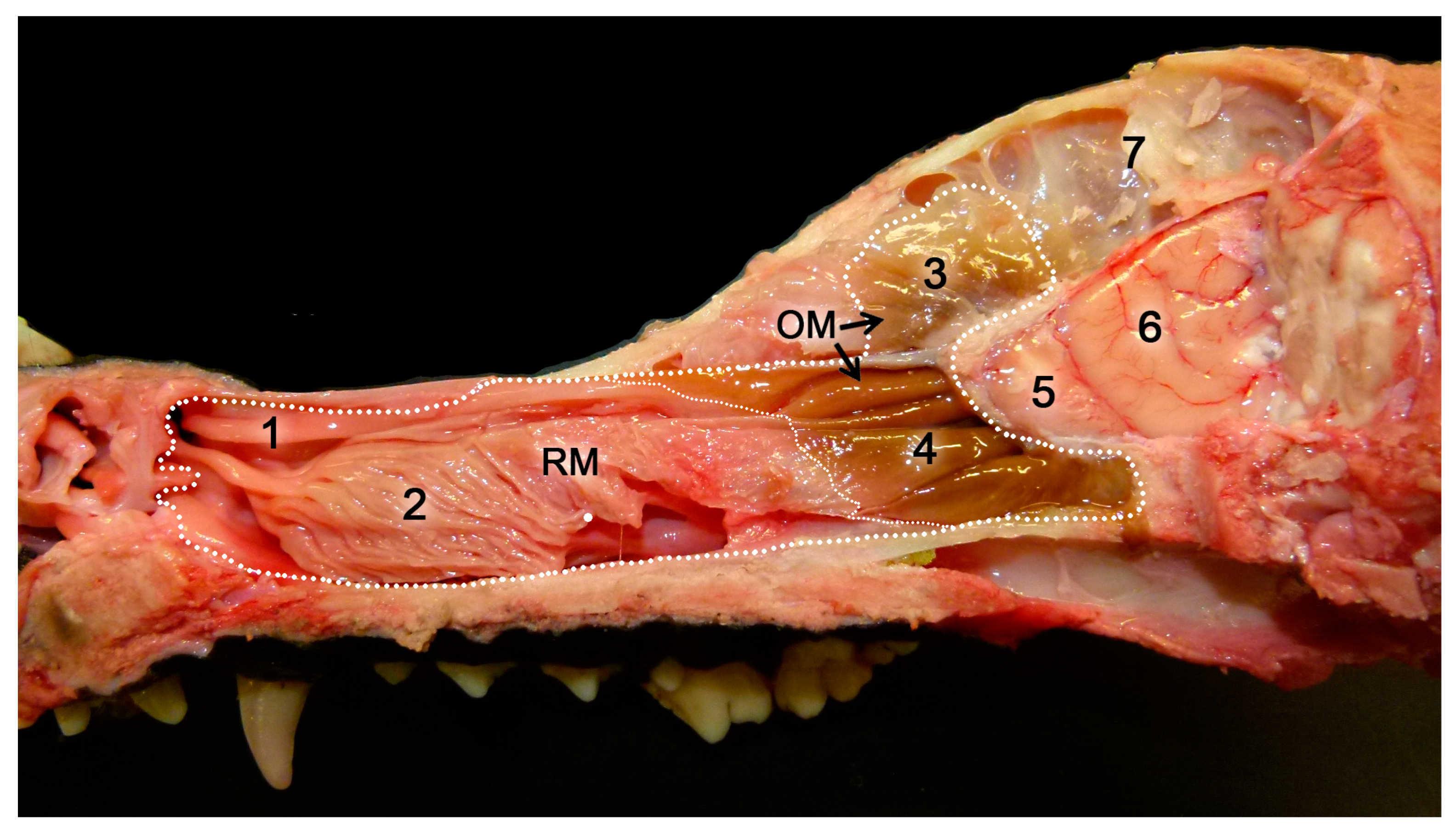 Anatomia 02 00031 g001
