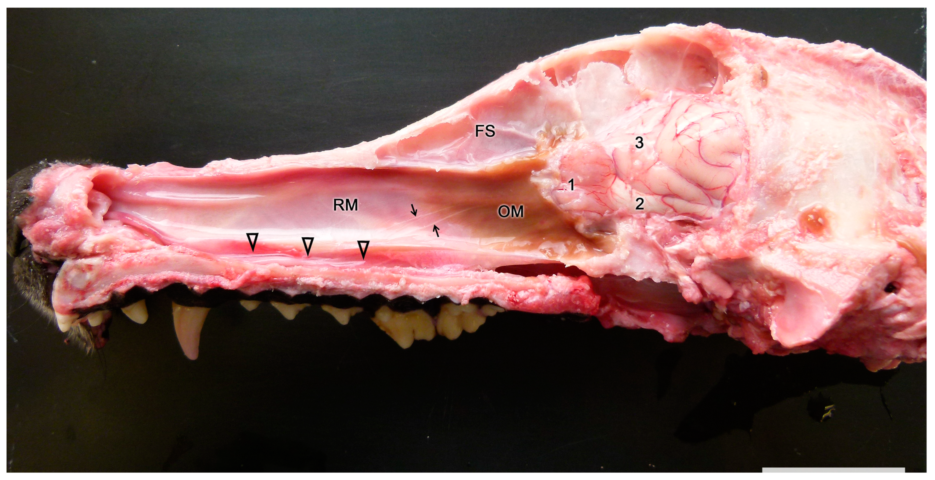 Anatomia 02 00031 g002