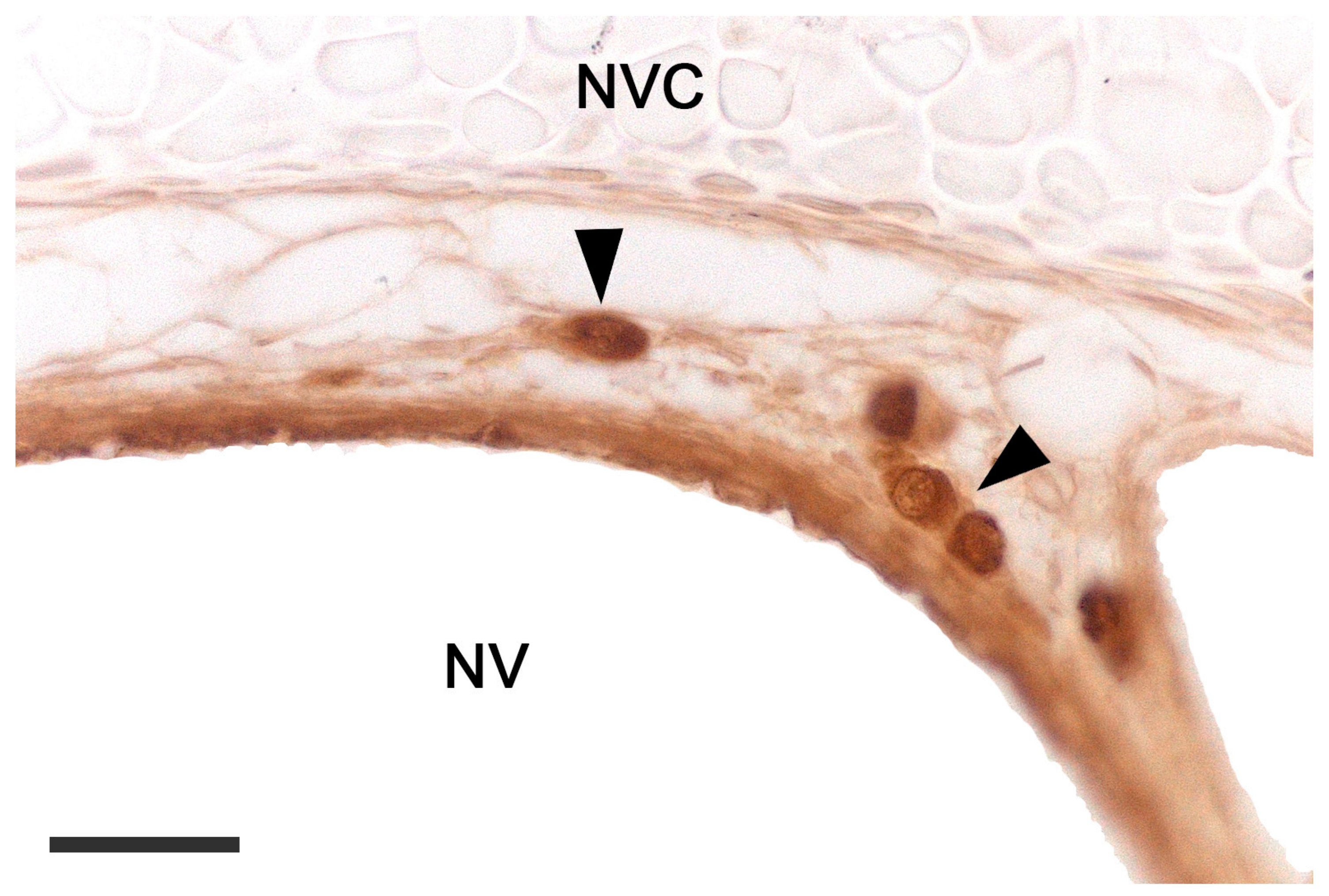 Anatomia 02 00031 g003