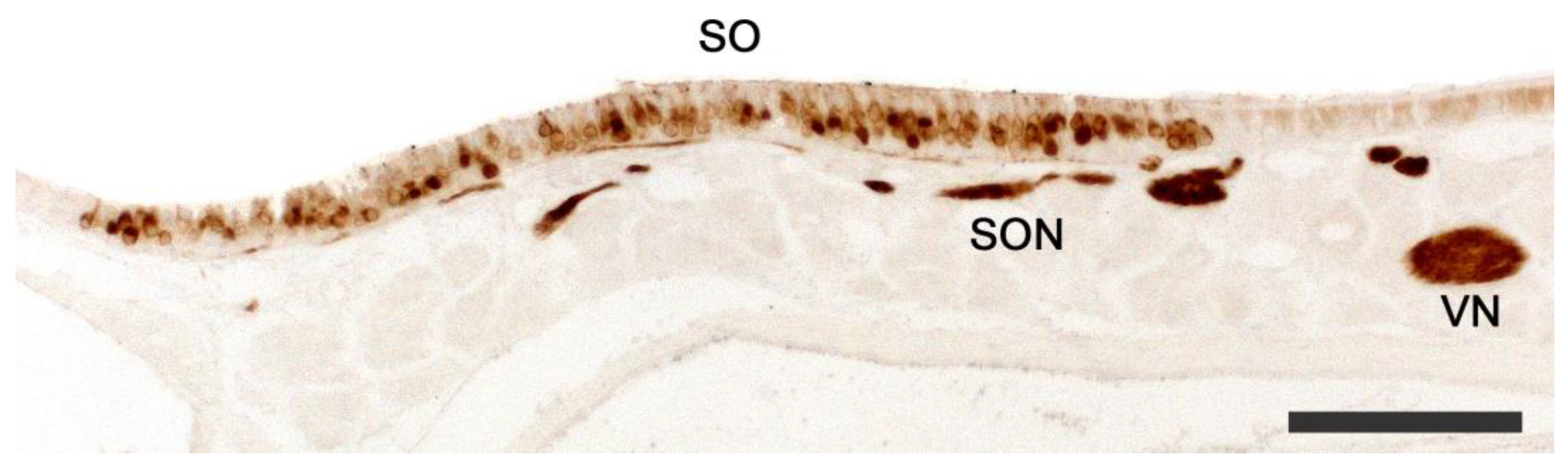 Anatomia 02 00031 g005