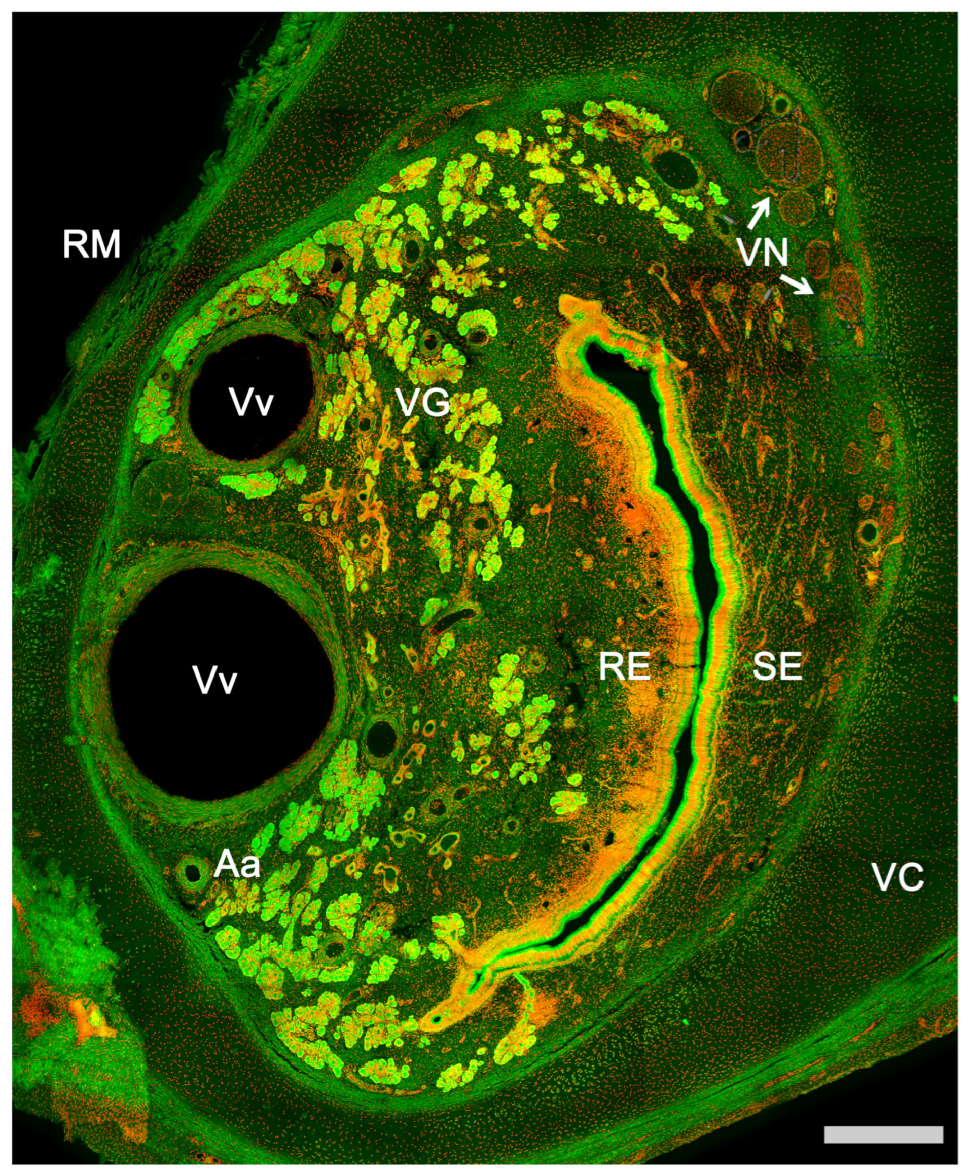 Anatomia 02 00031 g006
