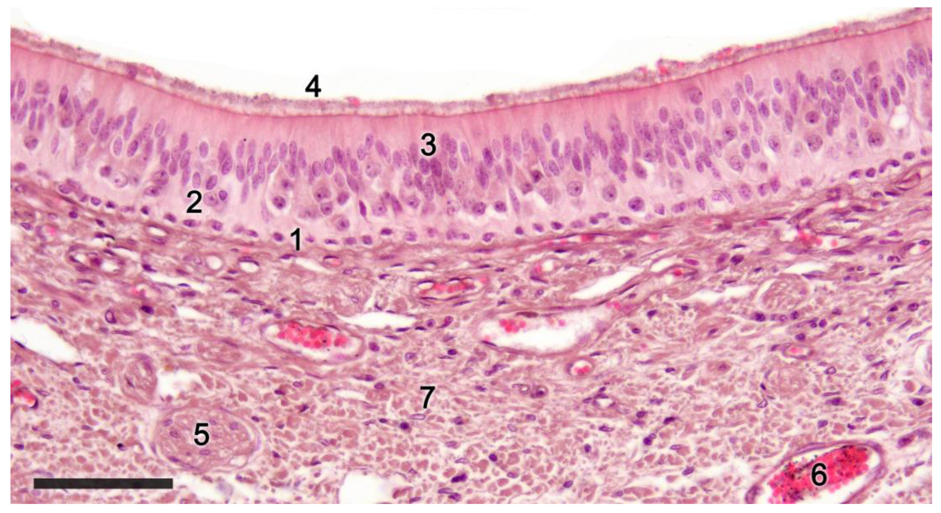 Anatomia 02 00031 g007