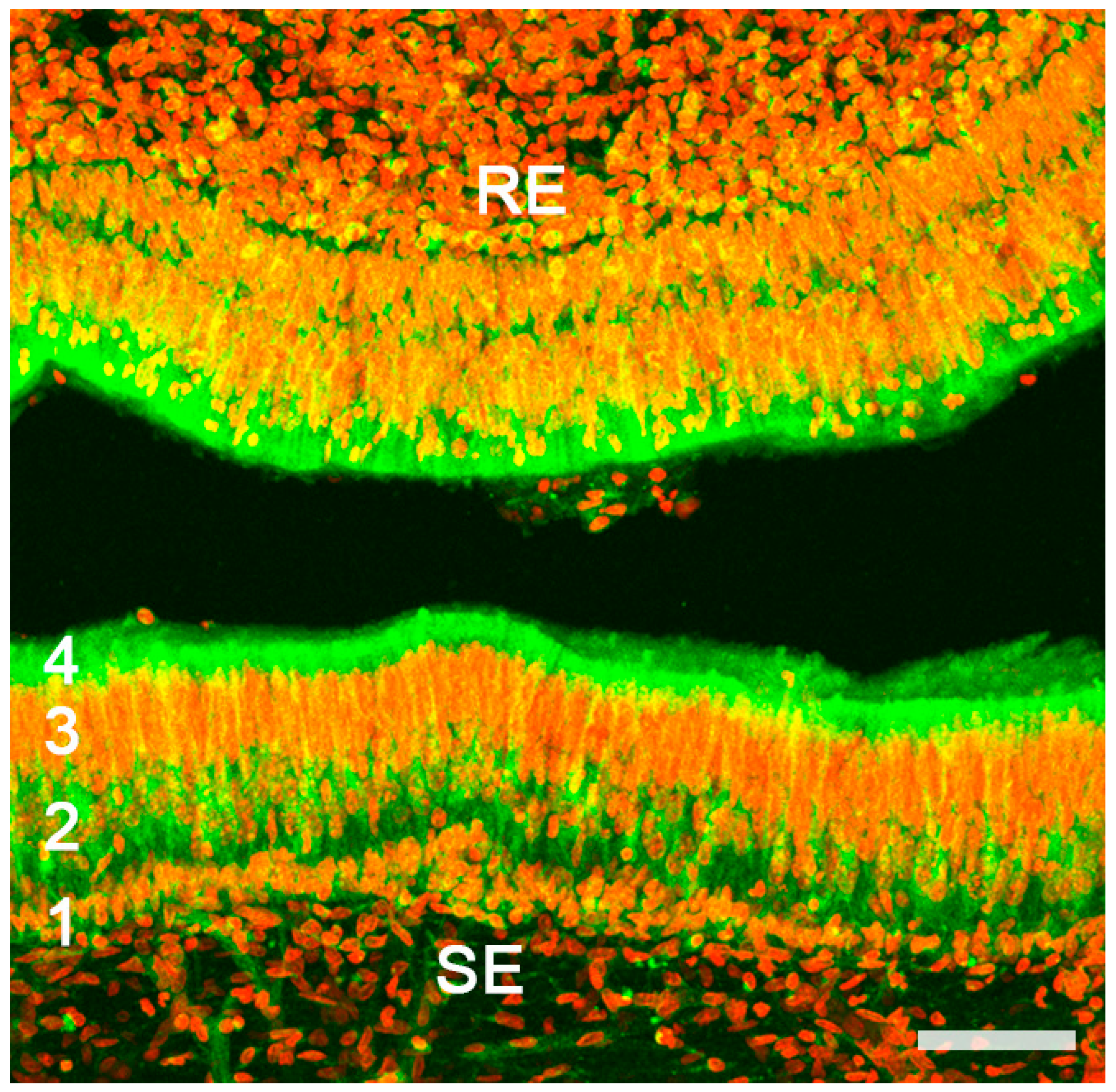 Anatomia 02 00031 g008