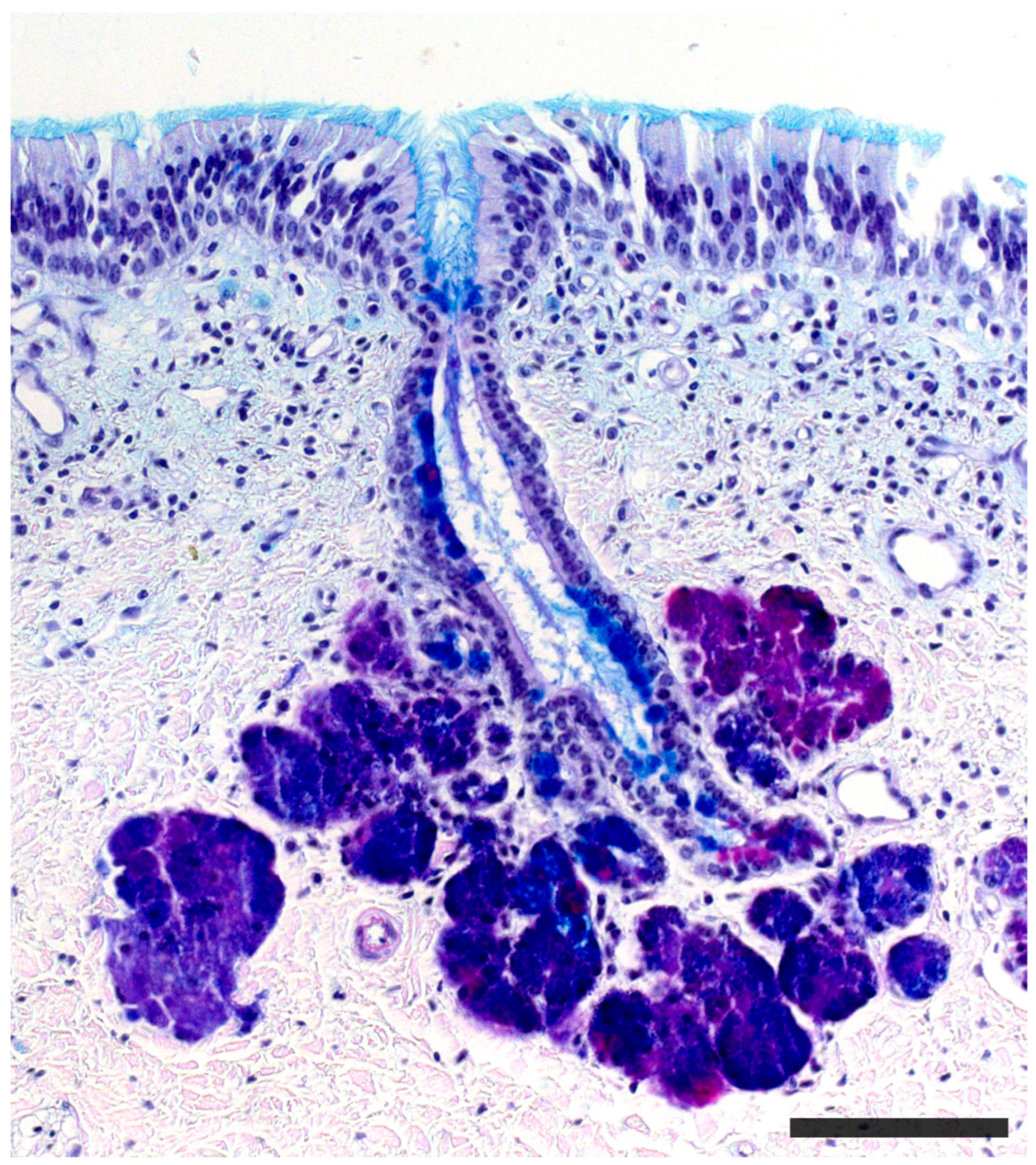 Anatomia 02 00031 g009
