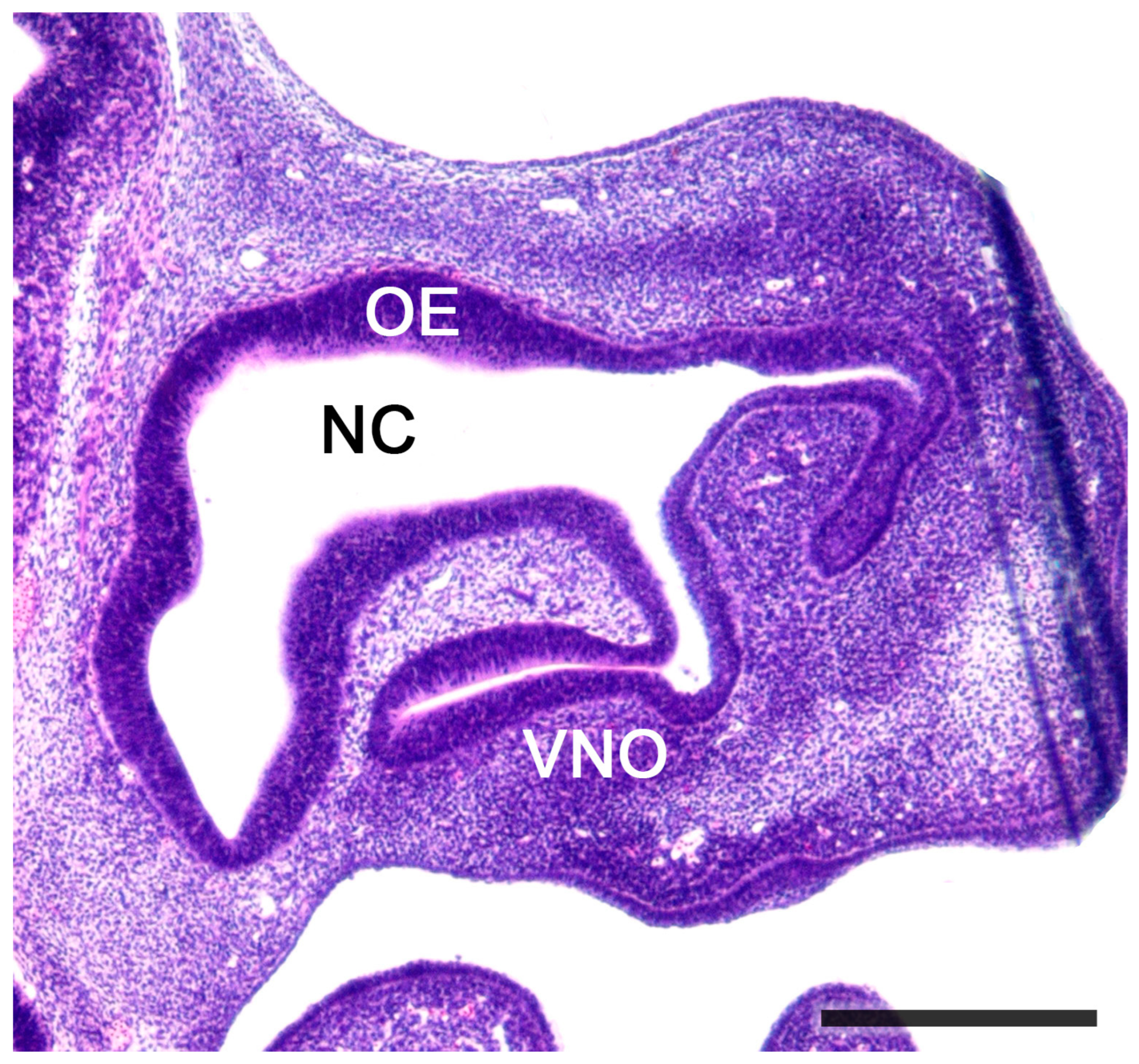 Anatomia 02 00031 g010