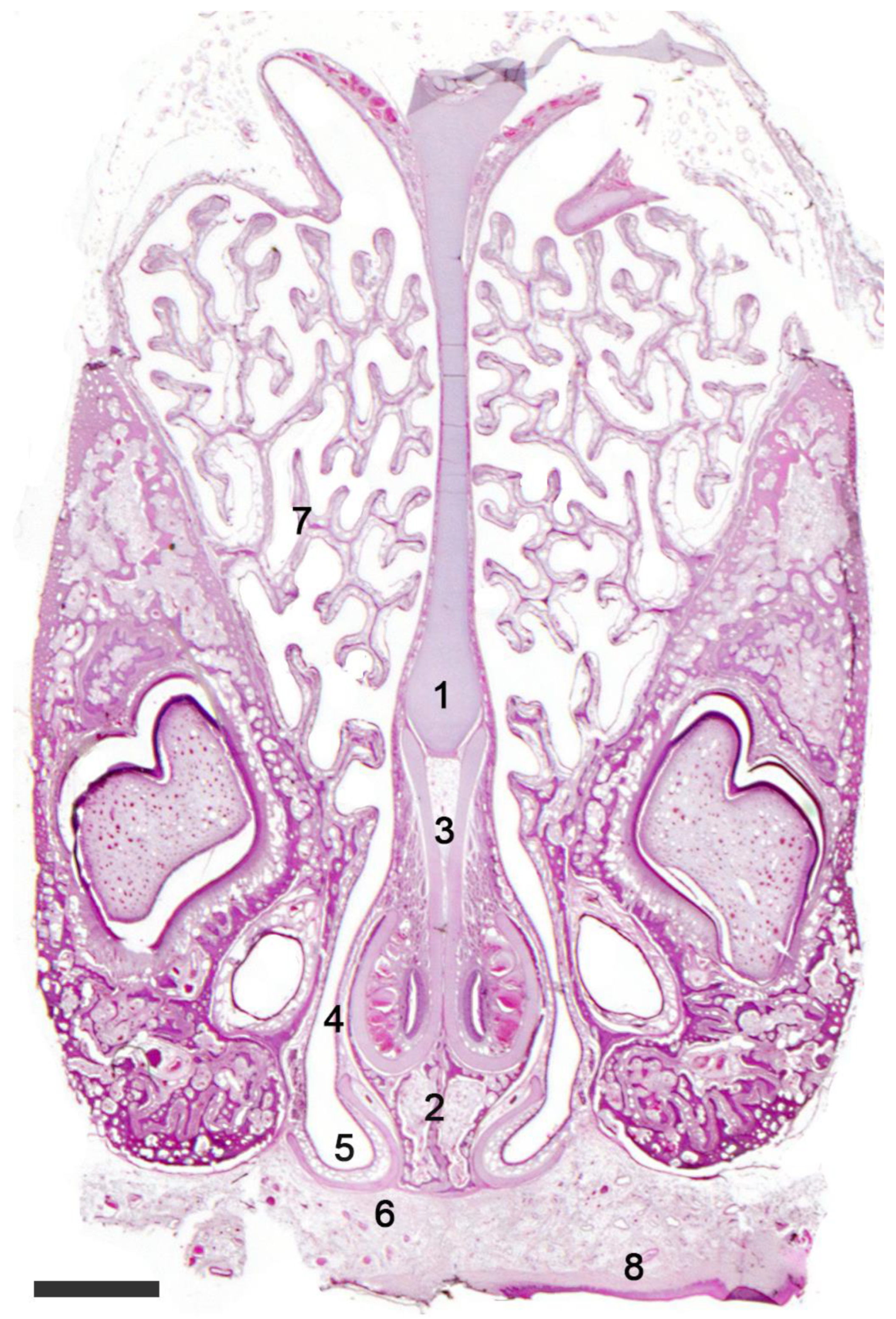 Anatomia 02 00031 g011
